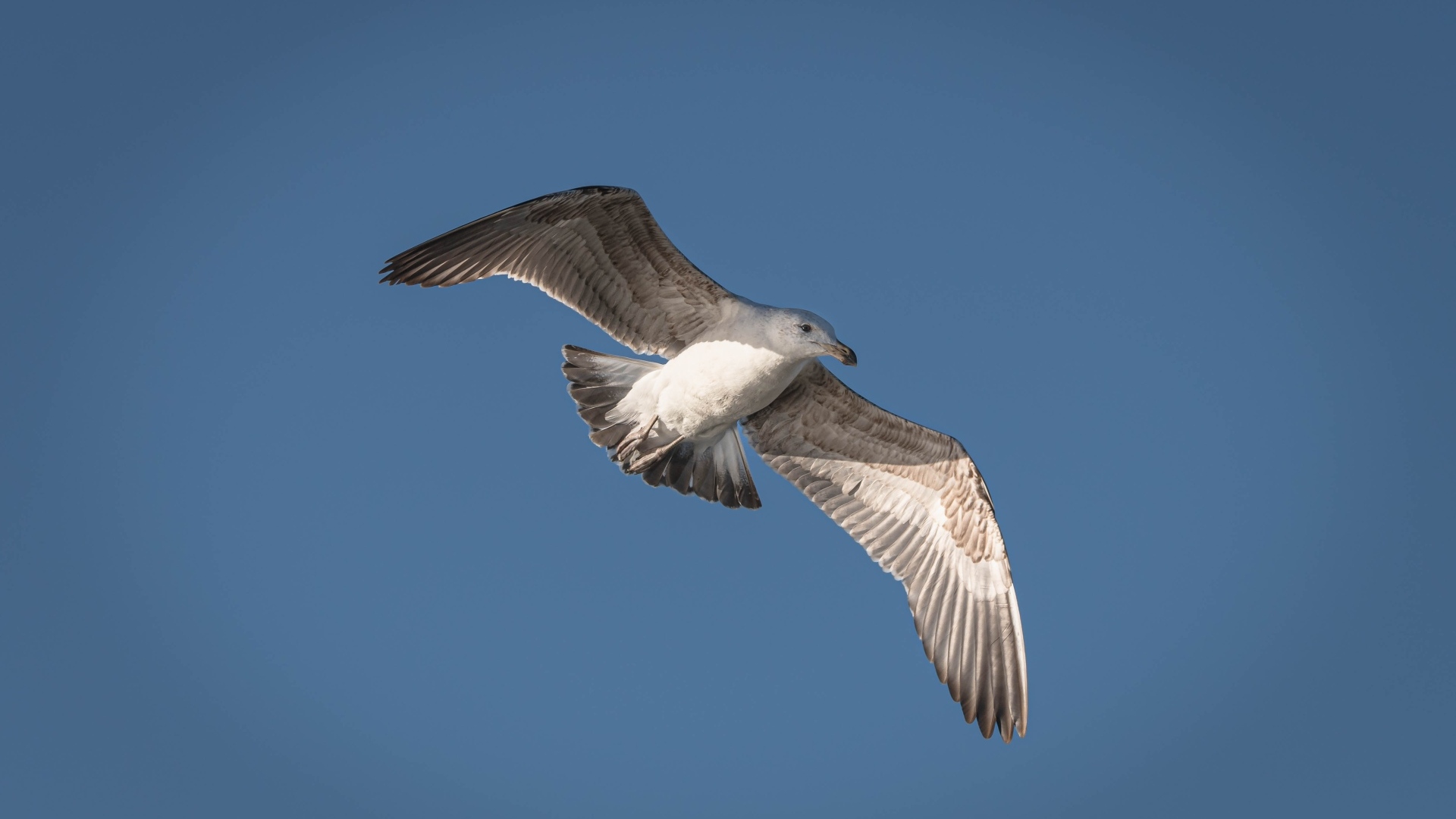 Большая серая чайка в голубом небе