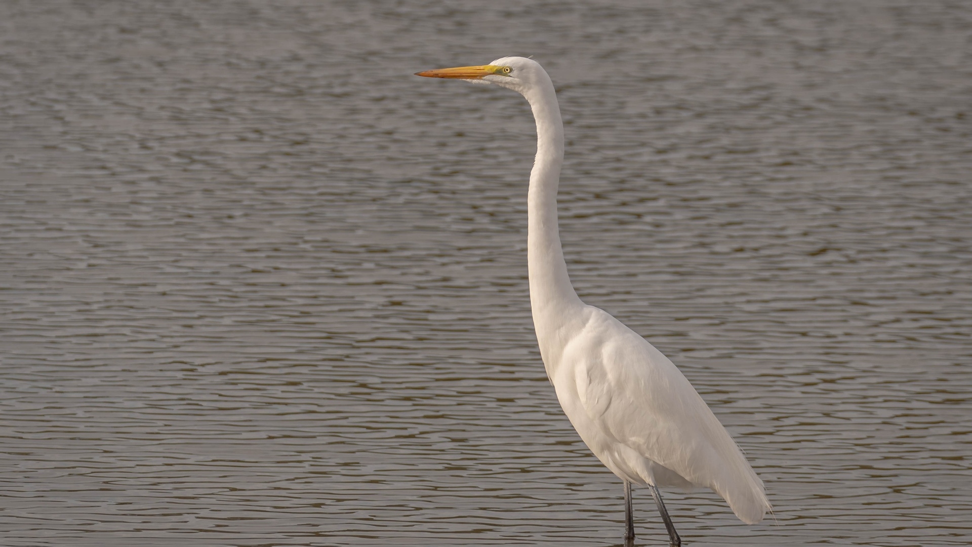 Большая белая цапля стоит в воде