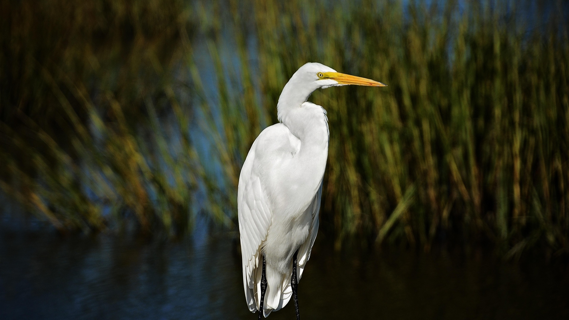 Большая белая цапля с острым клювом в воде