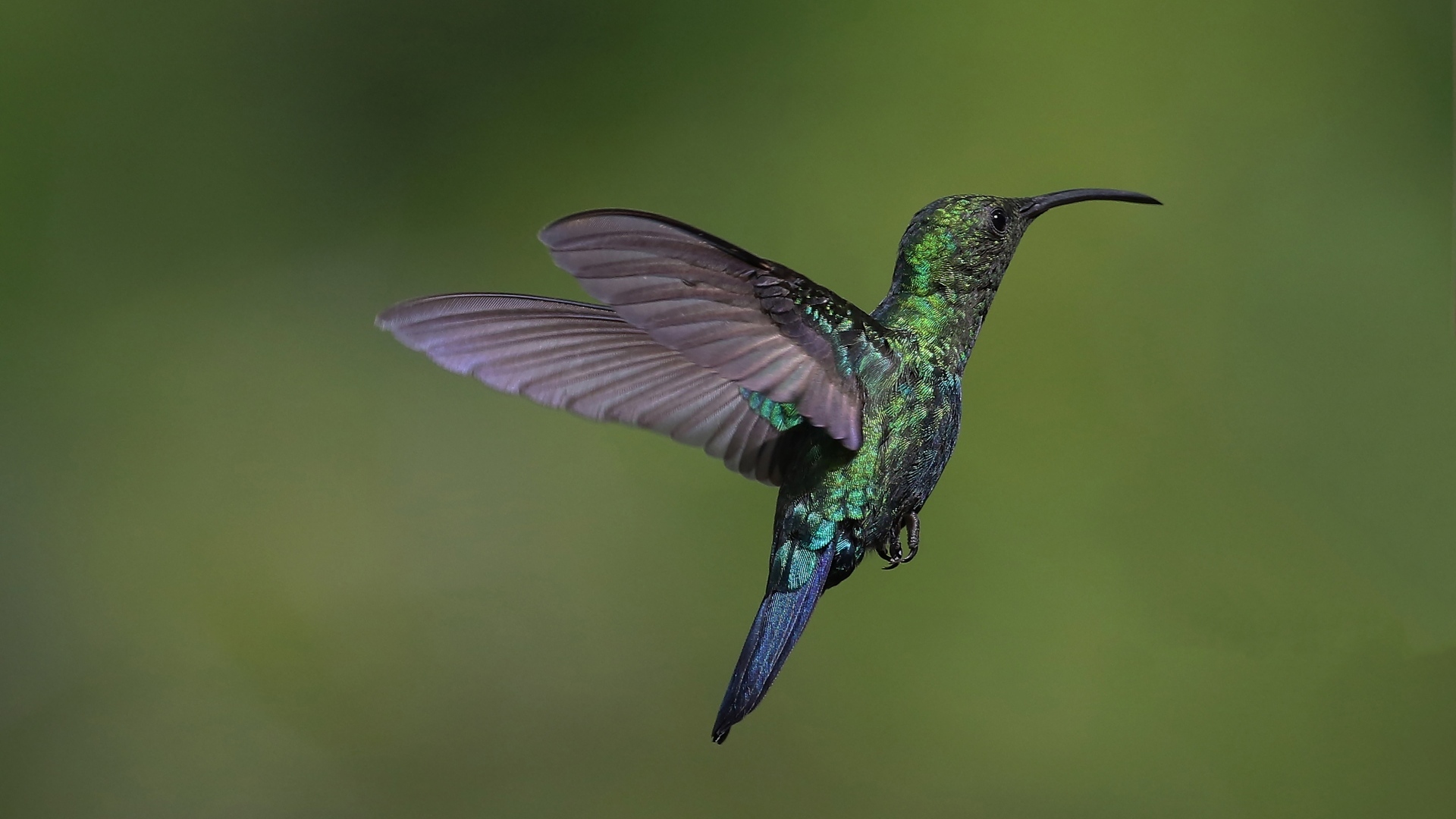 Зеленая птица колибри крупным планом