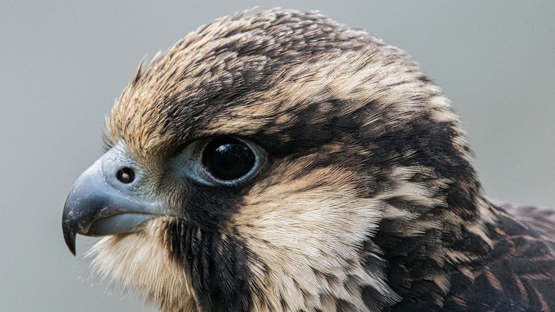 Голова хищного сокола на сером фоне