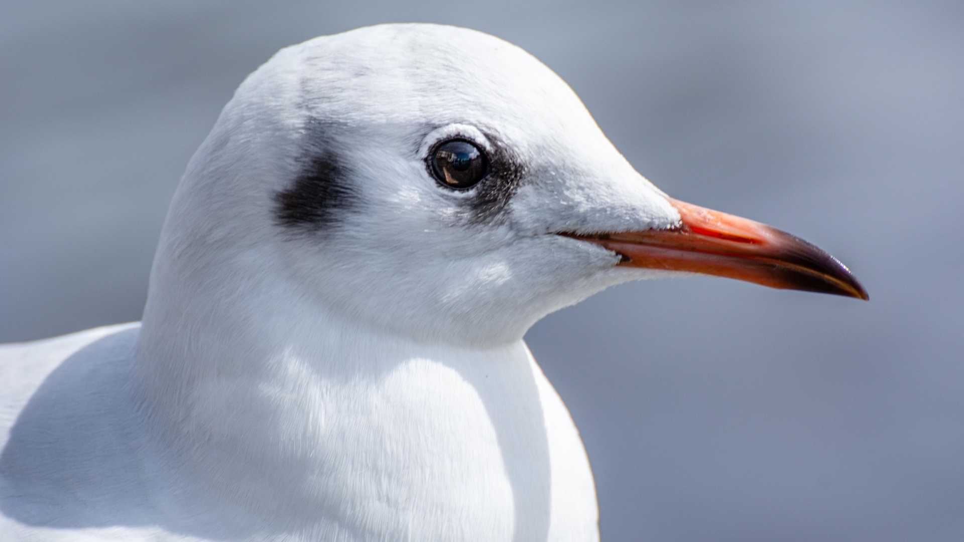 Голова чайки с острым клювом 