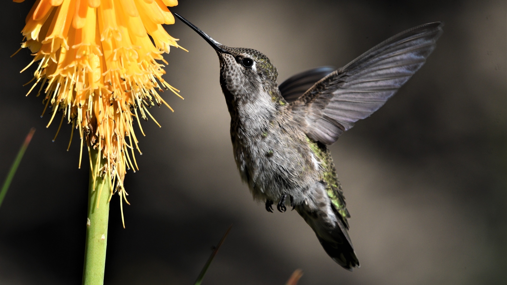 Птица колибри собирает нектар с цветка