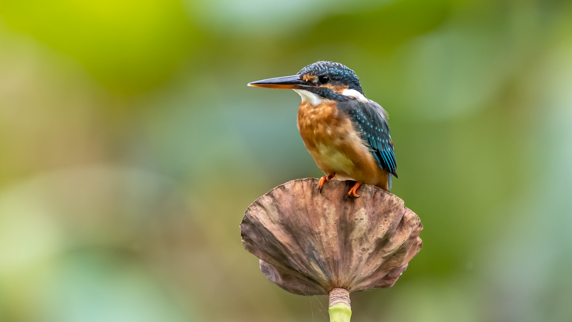 Птица зимородок сидит на растении