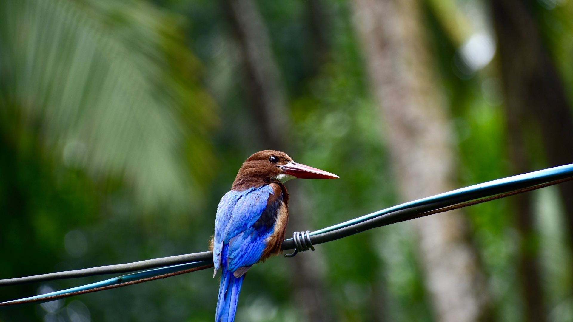 Птица зимородок сидит на проводах
