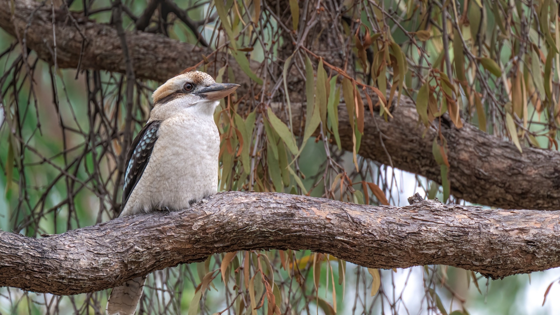 Птица смеющийся кукабарра сидит на ветке