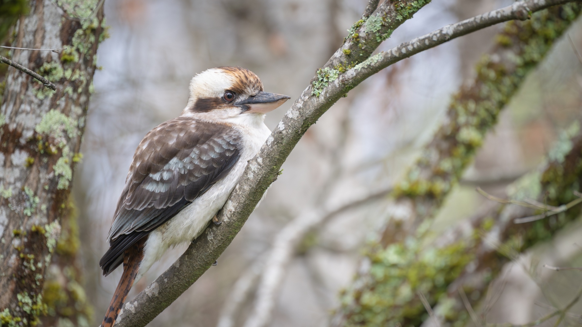 Птица смеющийся  кукабарра сидит на ветке