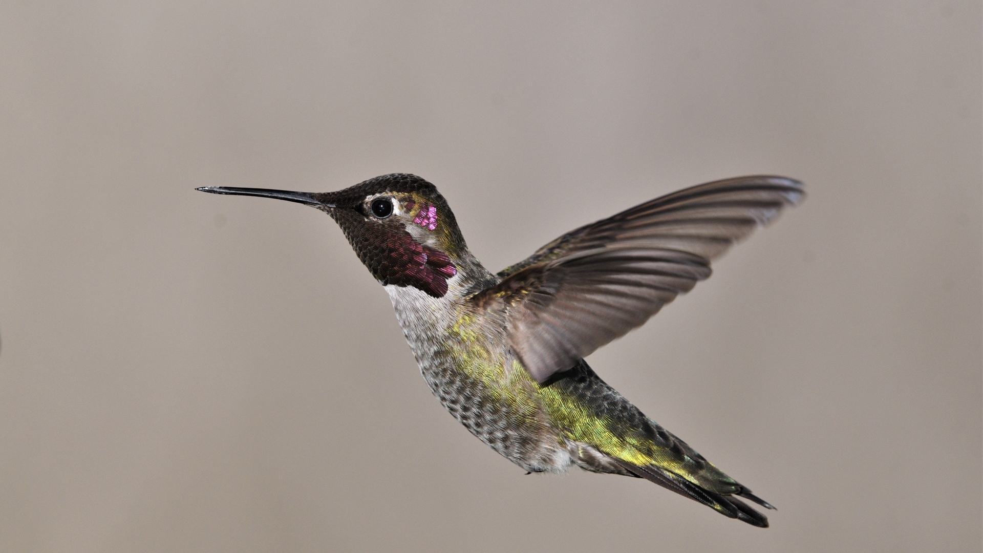 Маленькая птица колибри крупным планом