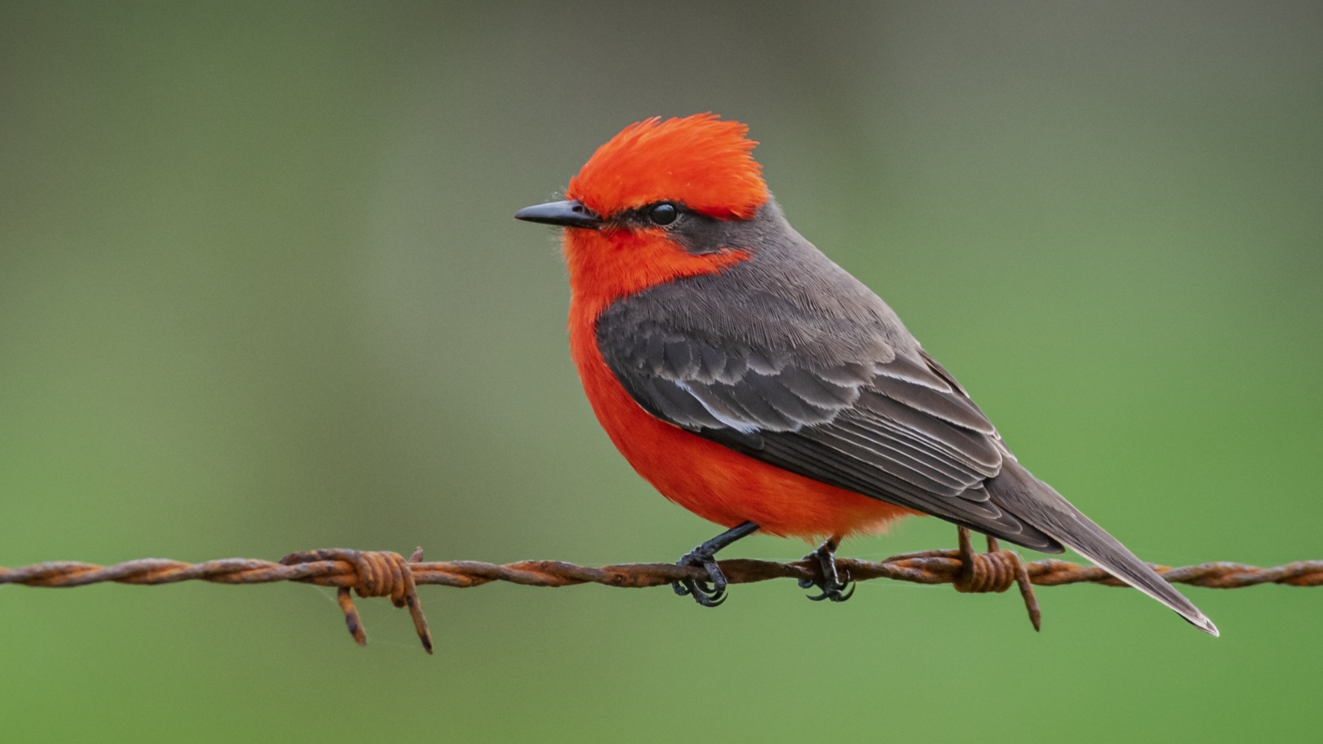 Маленькая птица алая мухоловка сидит на проволоке