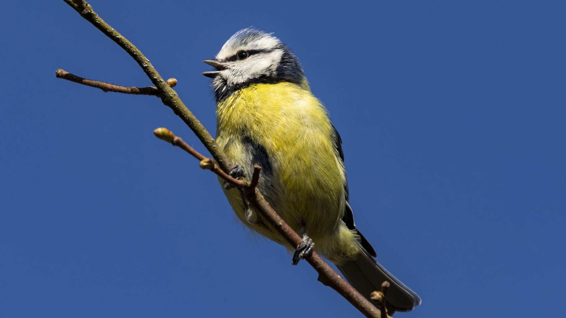 Маленькая птичка лазоревка на ветке дерева