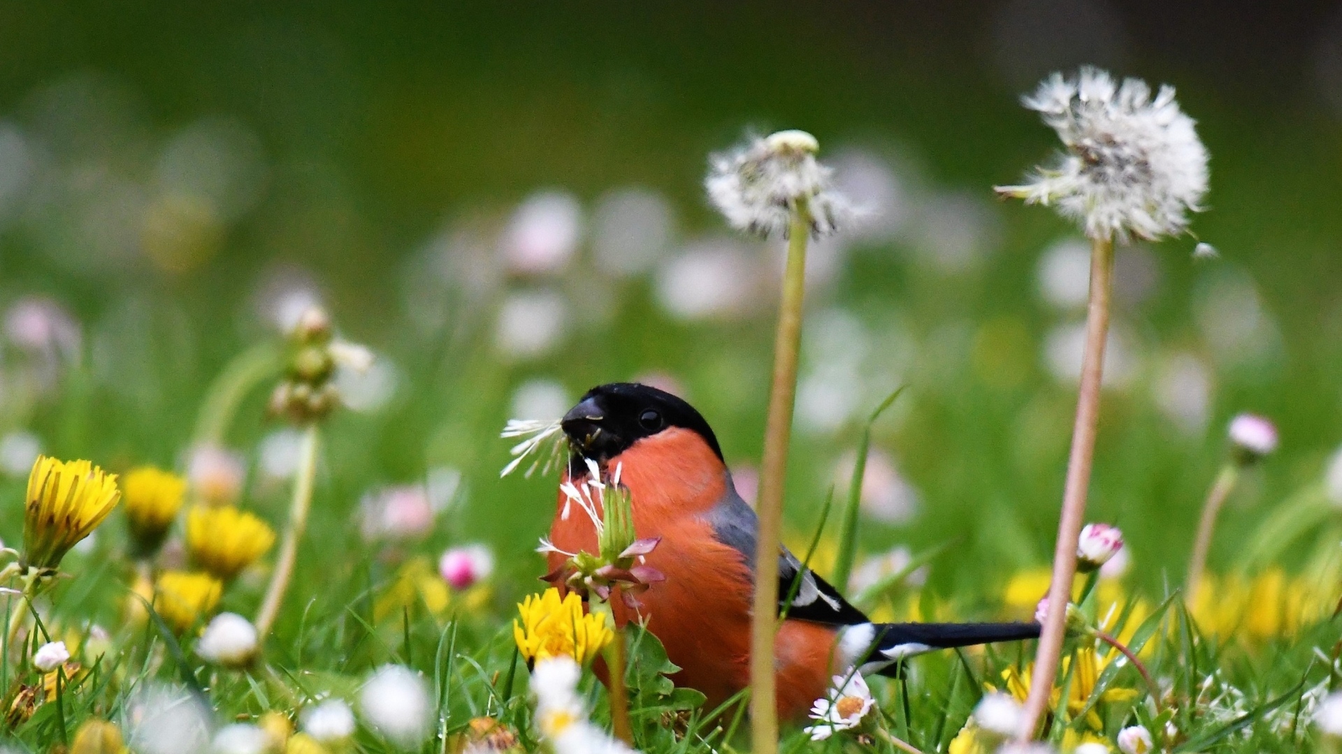 Маленький снегирь прячется в траве