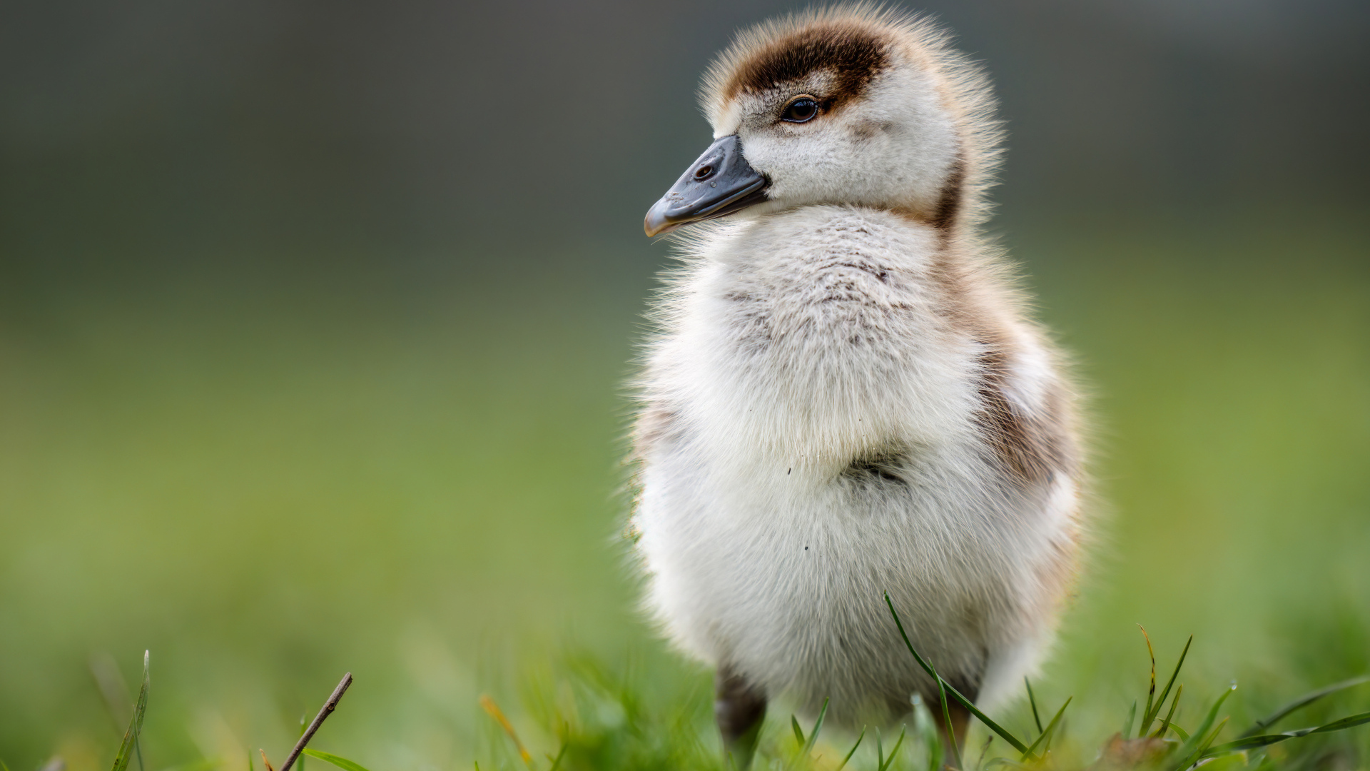 Маленький утенок стоит на зеленой траве