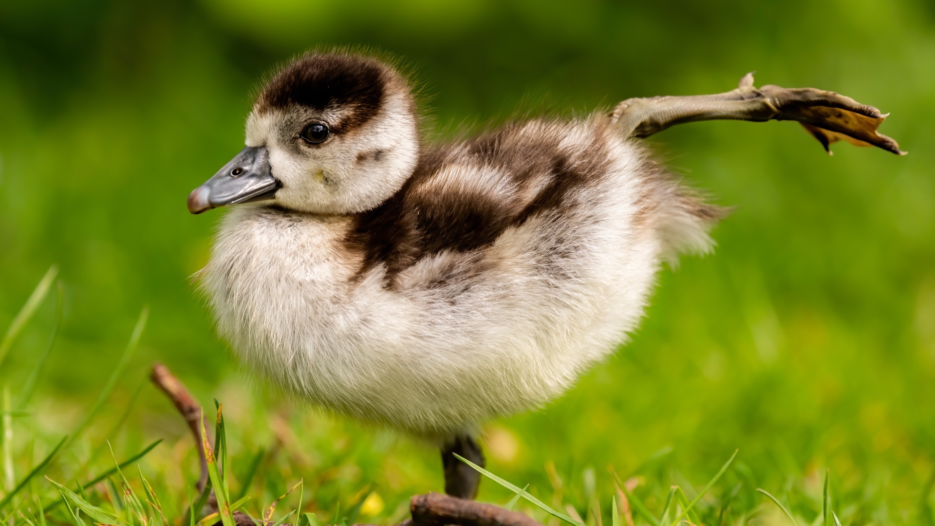 Маленький утенок разминает лапки