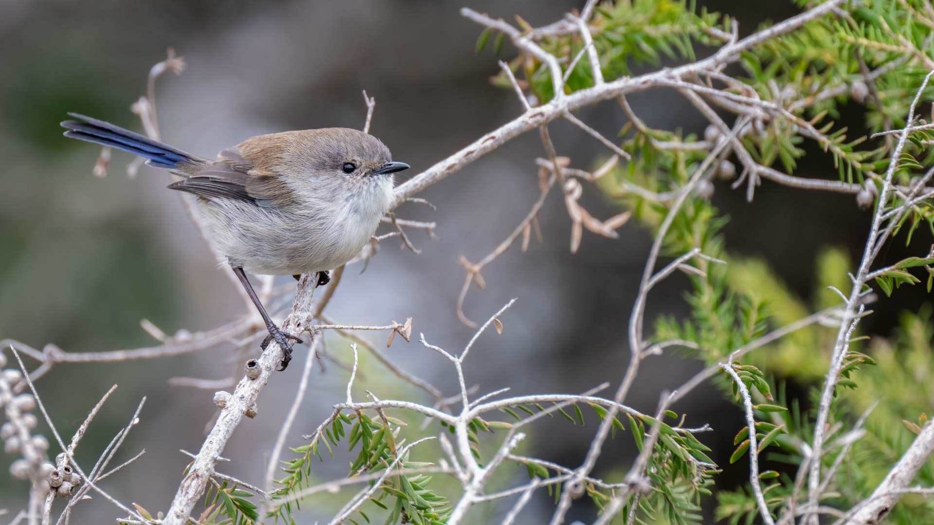 Маленькая серая птичка крапивник