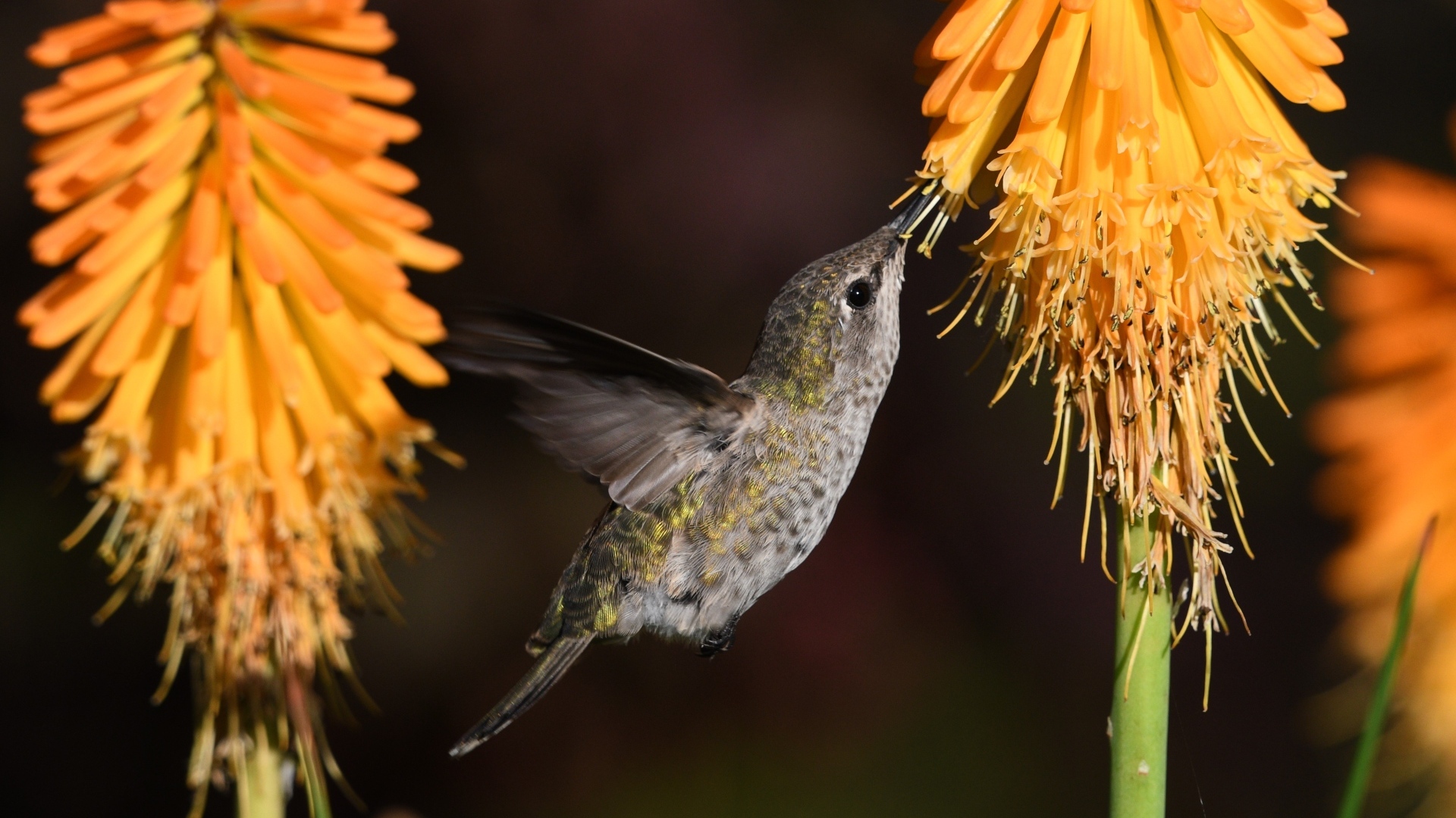 Маленькая птица колибри собирает нектар на оранжевом цветке