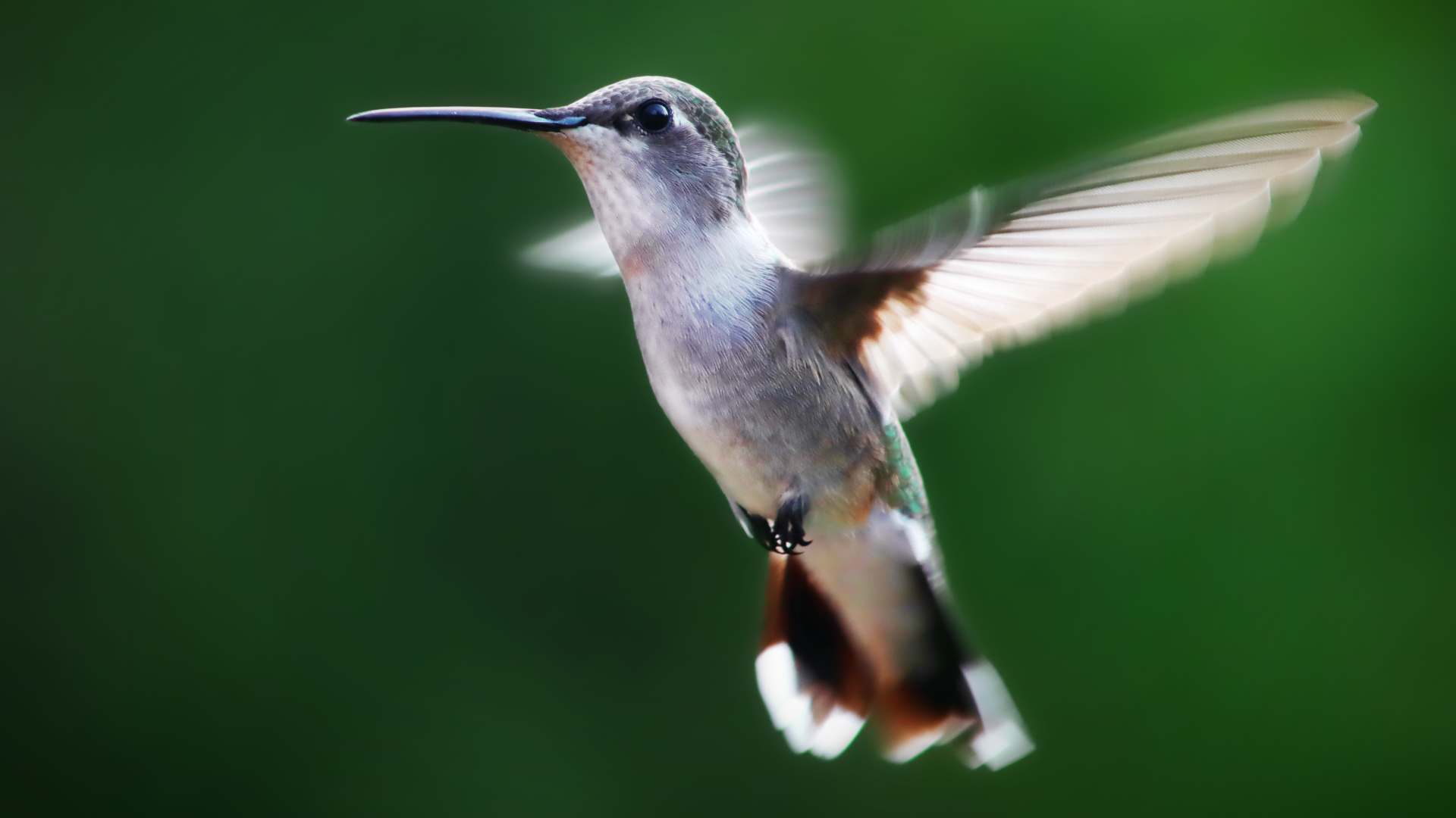 Маленькая птичка колибри на зеленом фоне