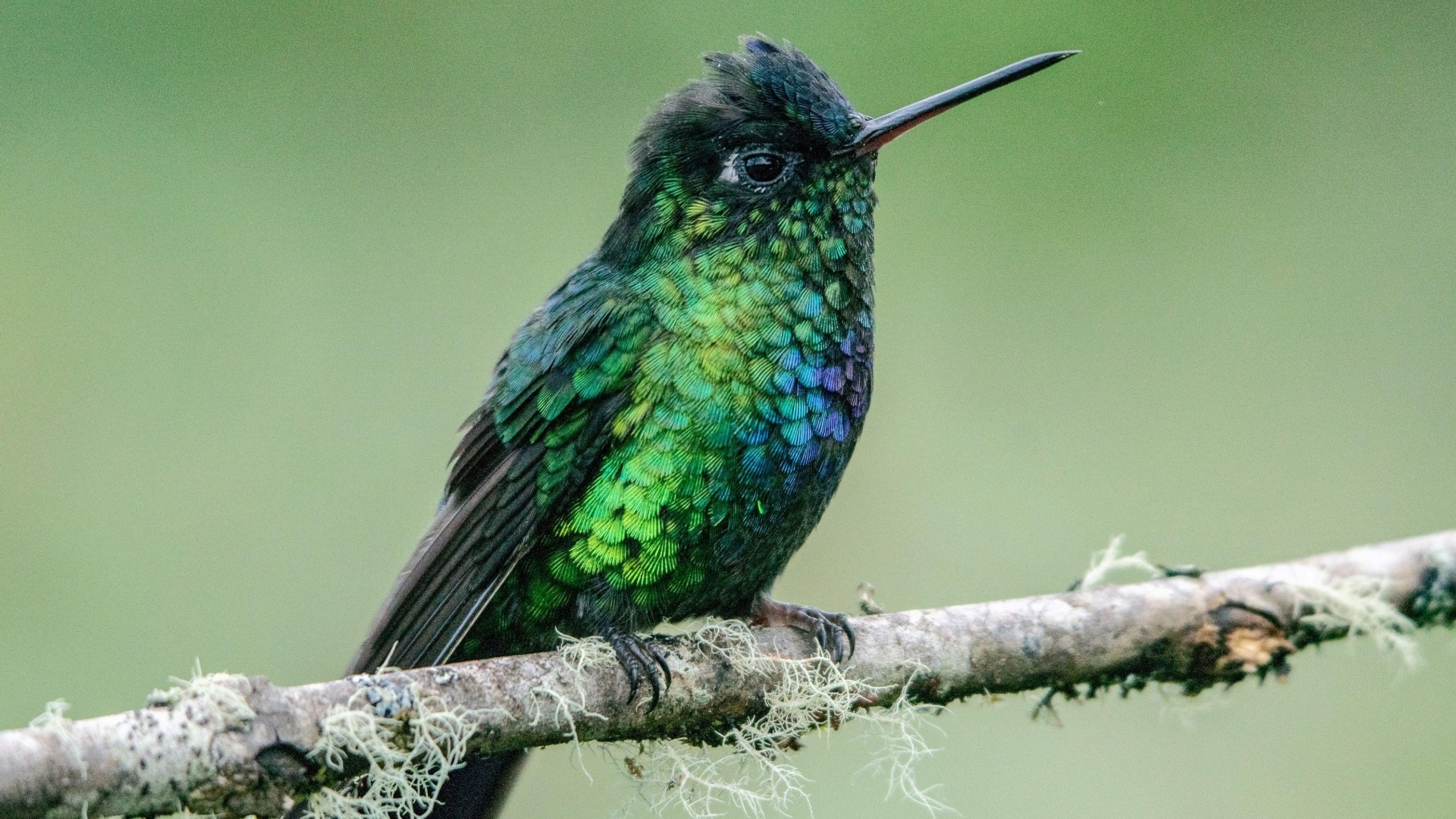 Маленькая птица зимородок на ветке