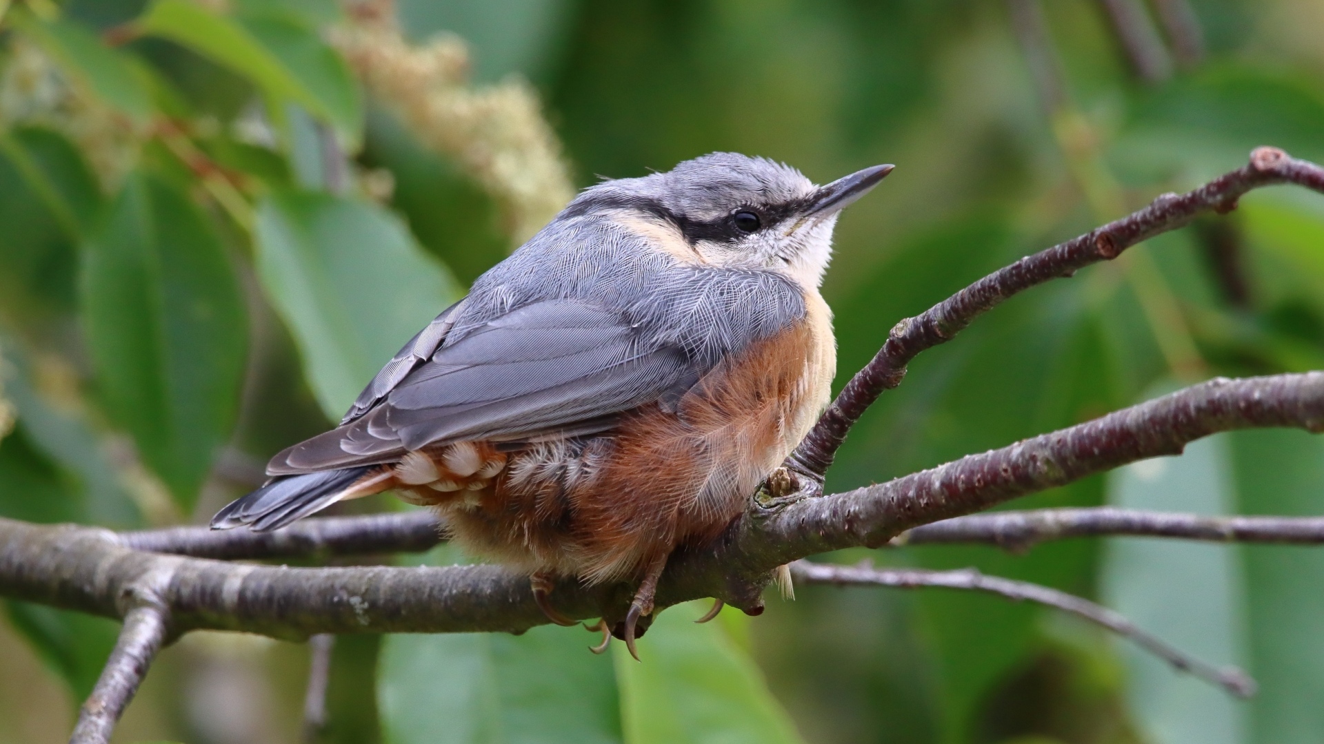 Маленькая птичка поползень сидит на ветке
