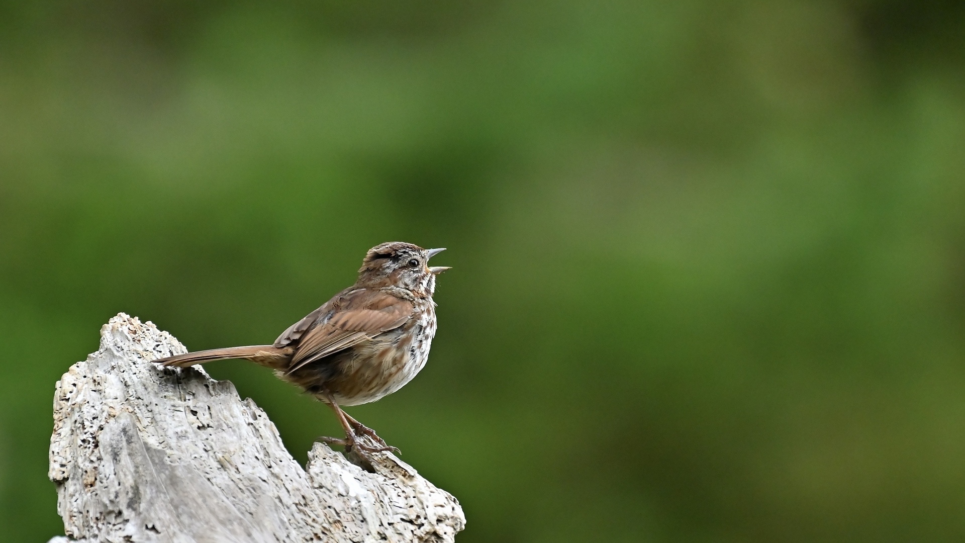 Маленький воробей на коряге крупным планом