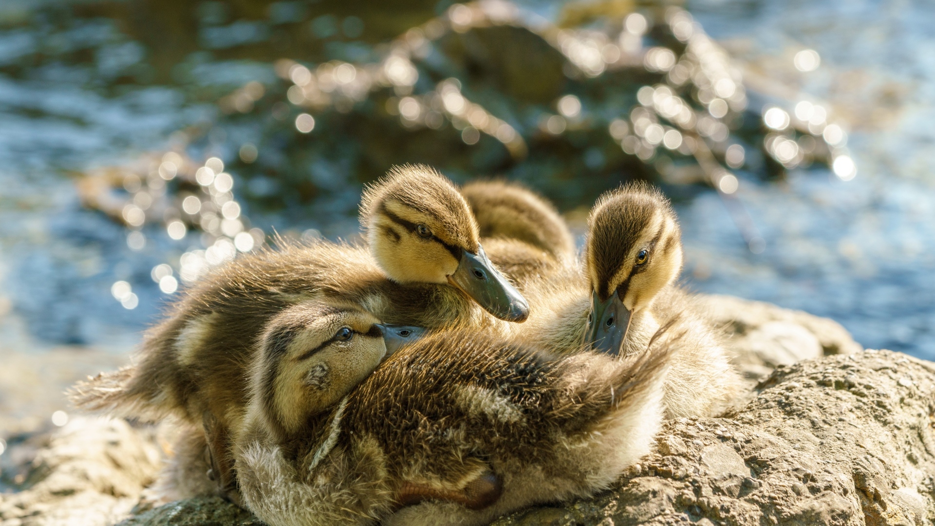 Маленькие птенцы лебедя на берегу