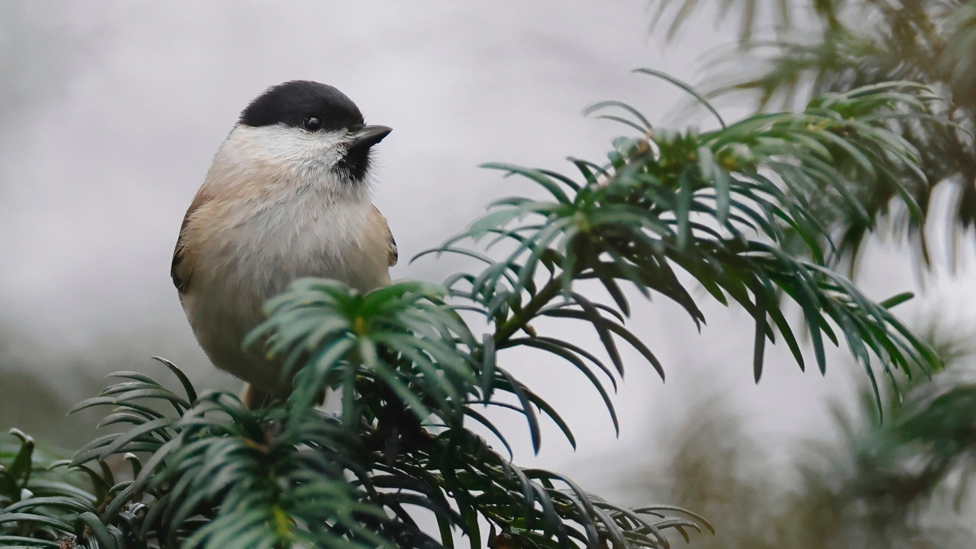 Маленькая синица сидит на ветке