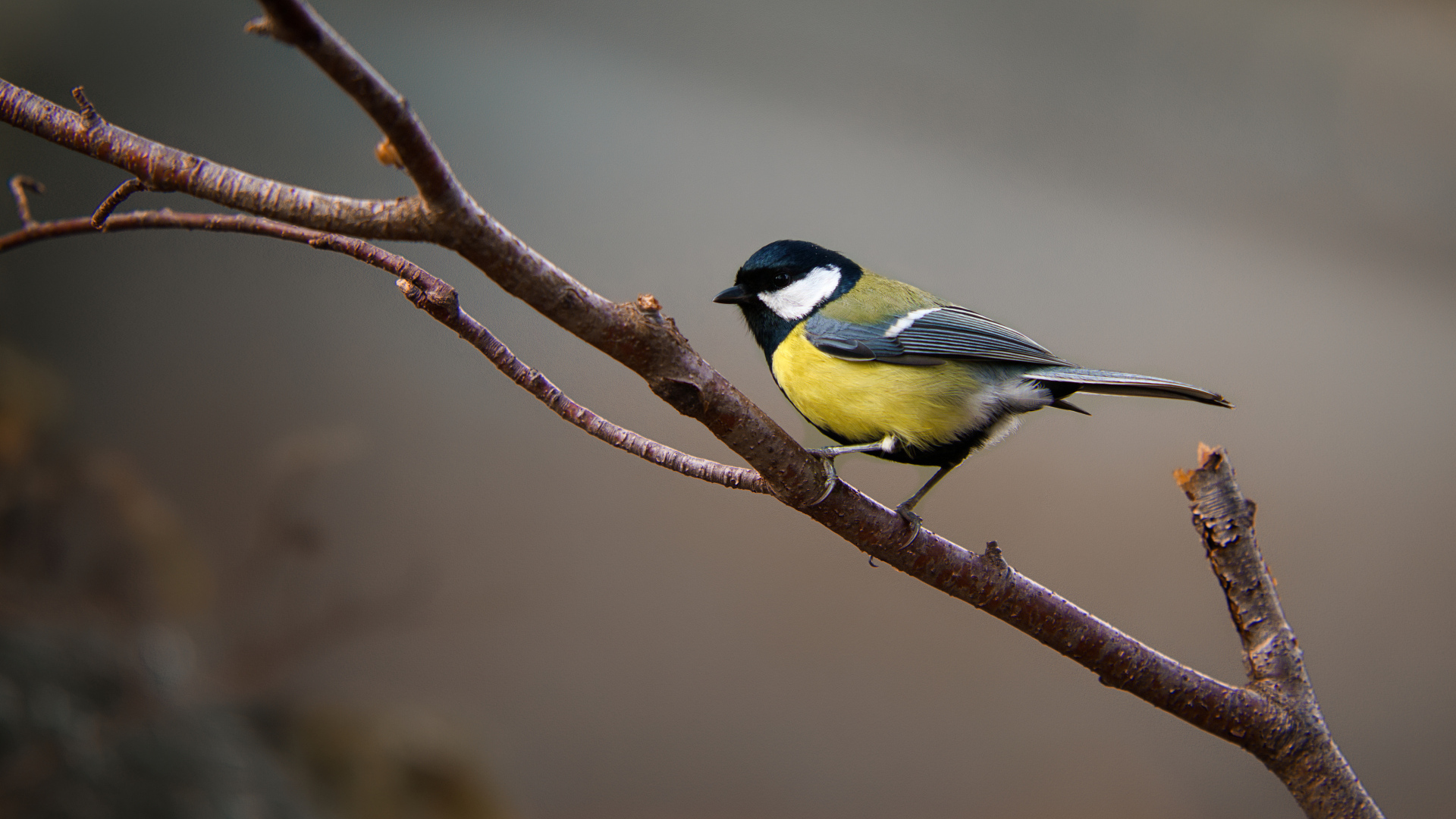 Маленькая синица сидит на ветке дерева 