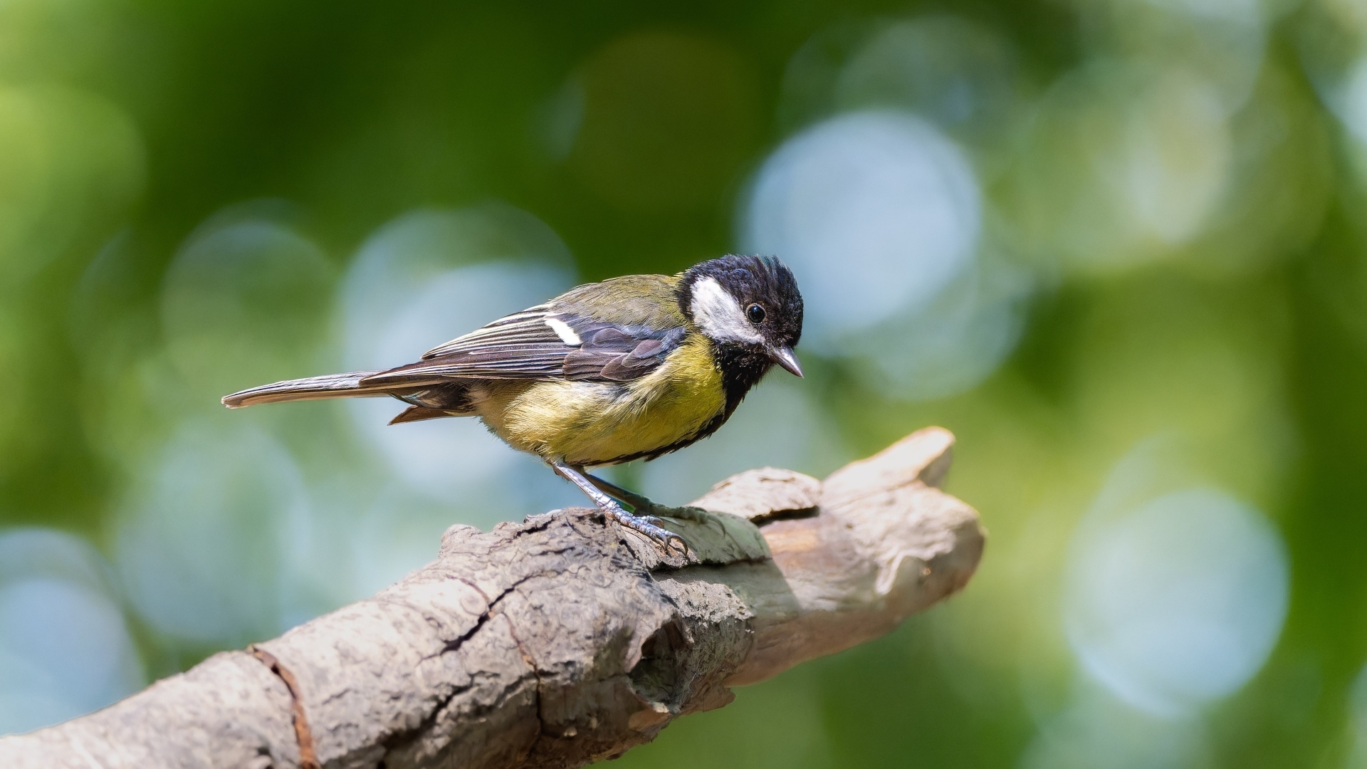Маленькая синица сидит на ветке дерева