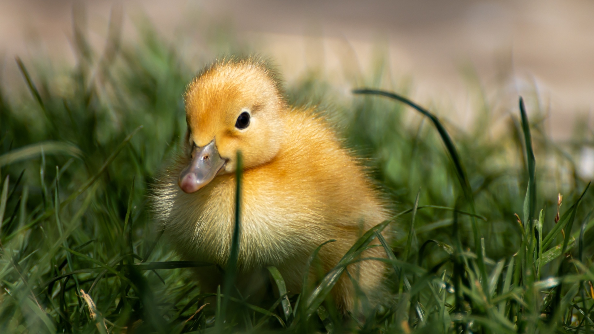 Маленький желтый утенок в зеленой траве 