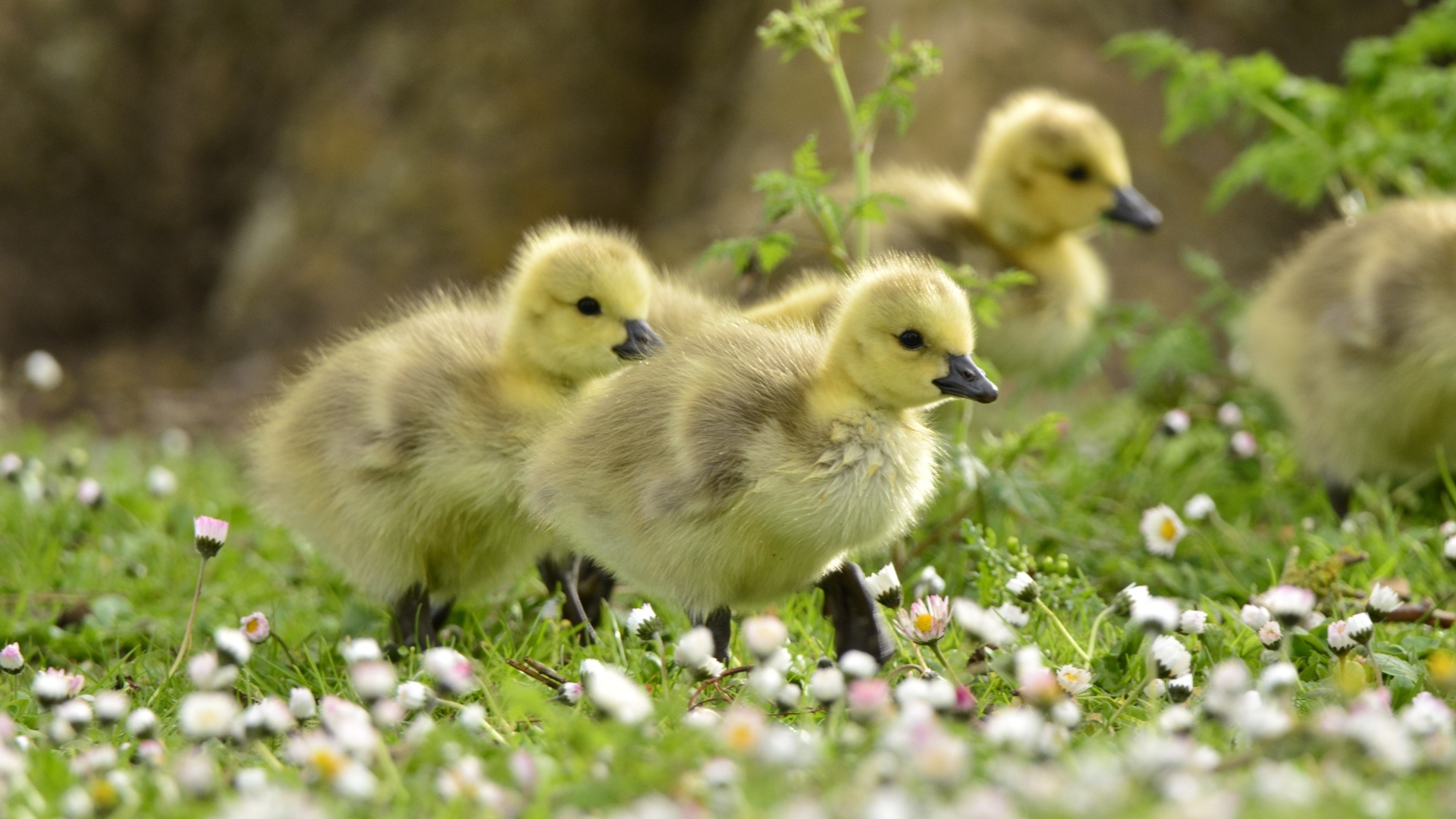 Маленькие желтые утята на траве с цветами
