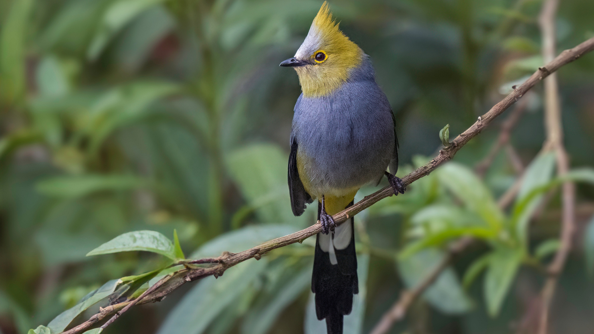 Длиннохвостый шёлковый свиристель сидит на ветке
