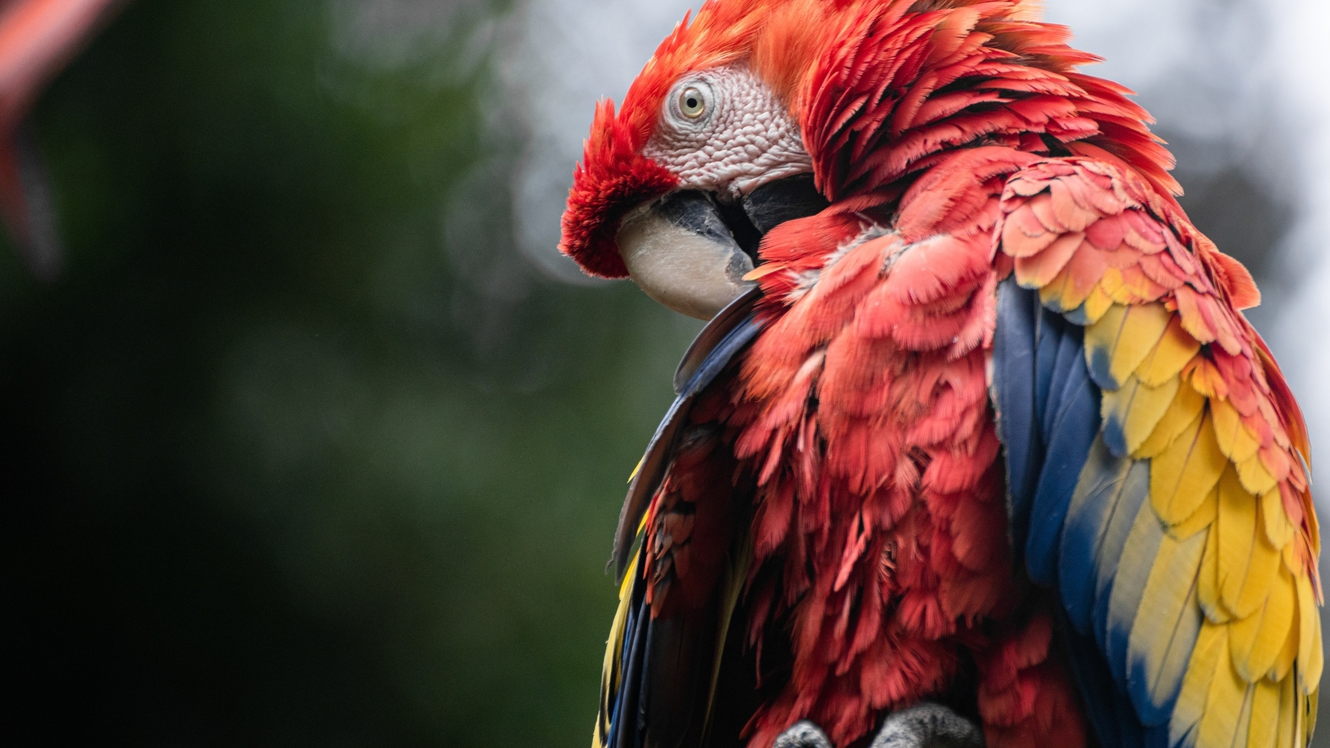 Попугай ара чистит перья