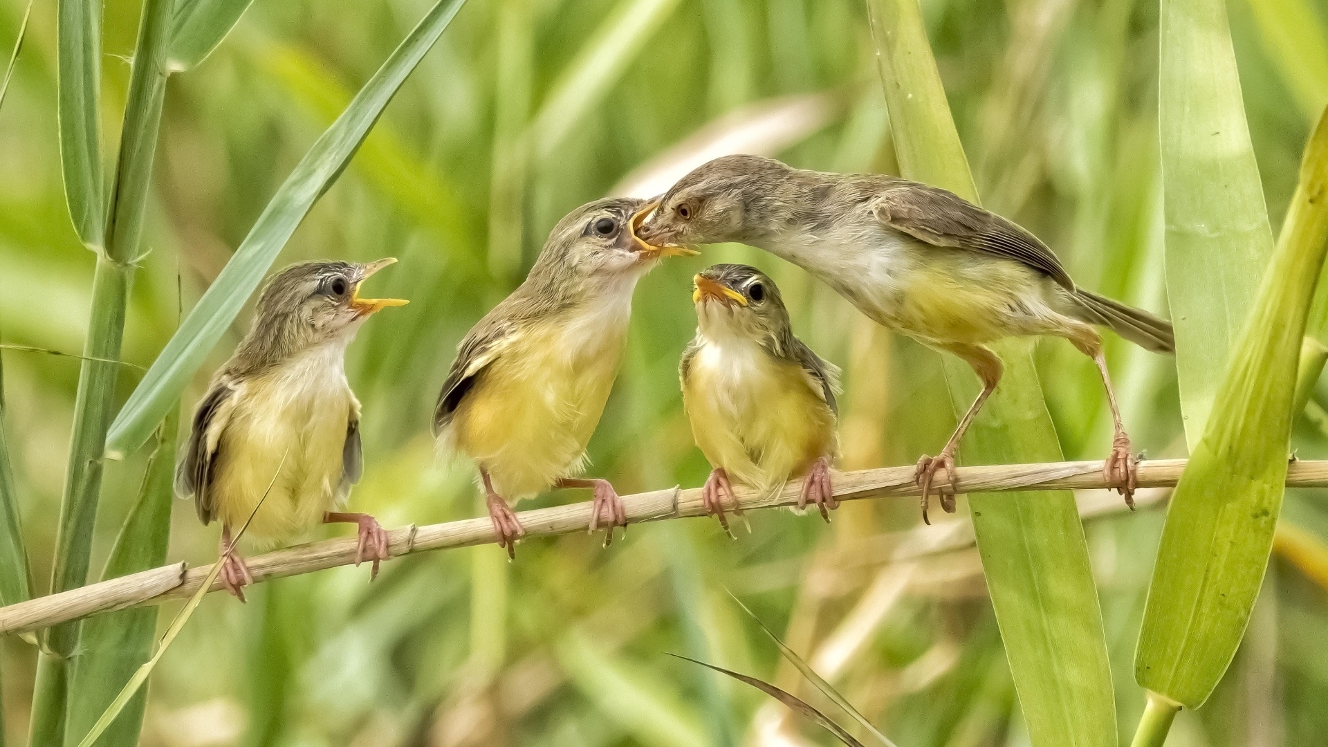 Мама кормит птенцов в камышах
