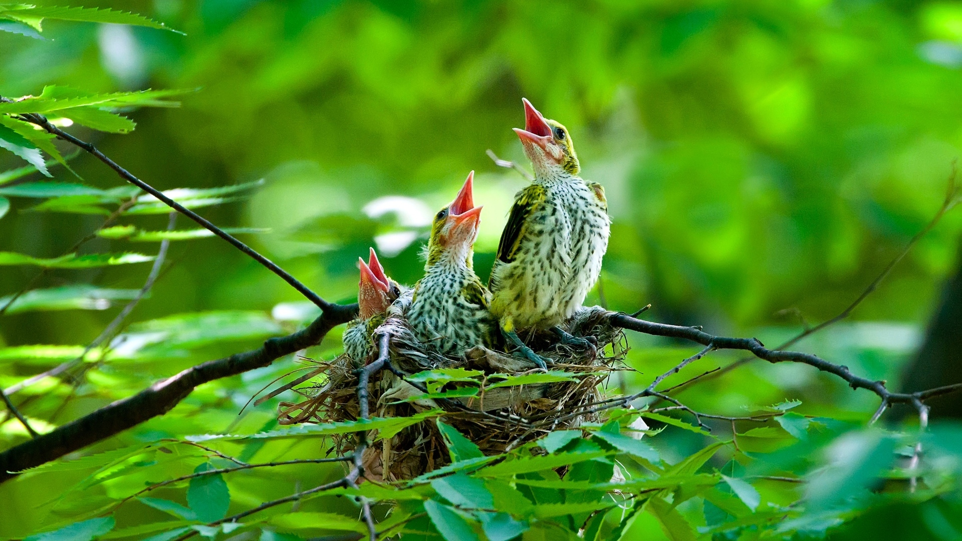 Птенцы иволги в гнезде