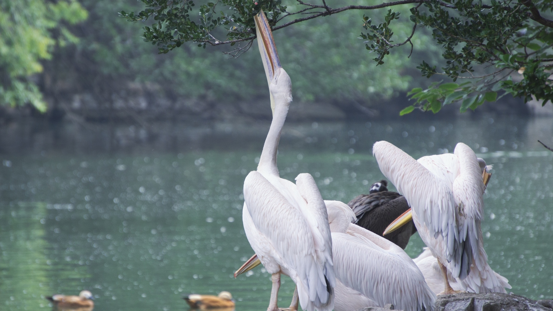 Пеликаны пьют воду сидя на камне