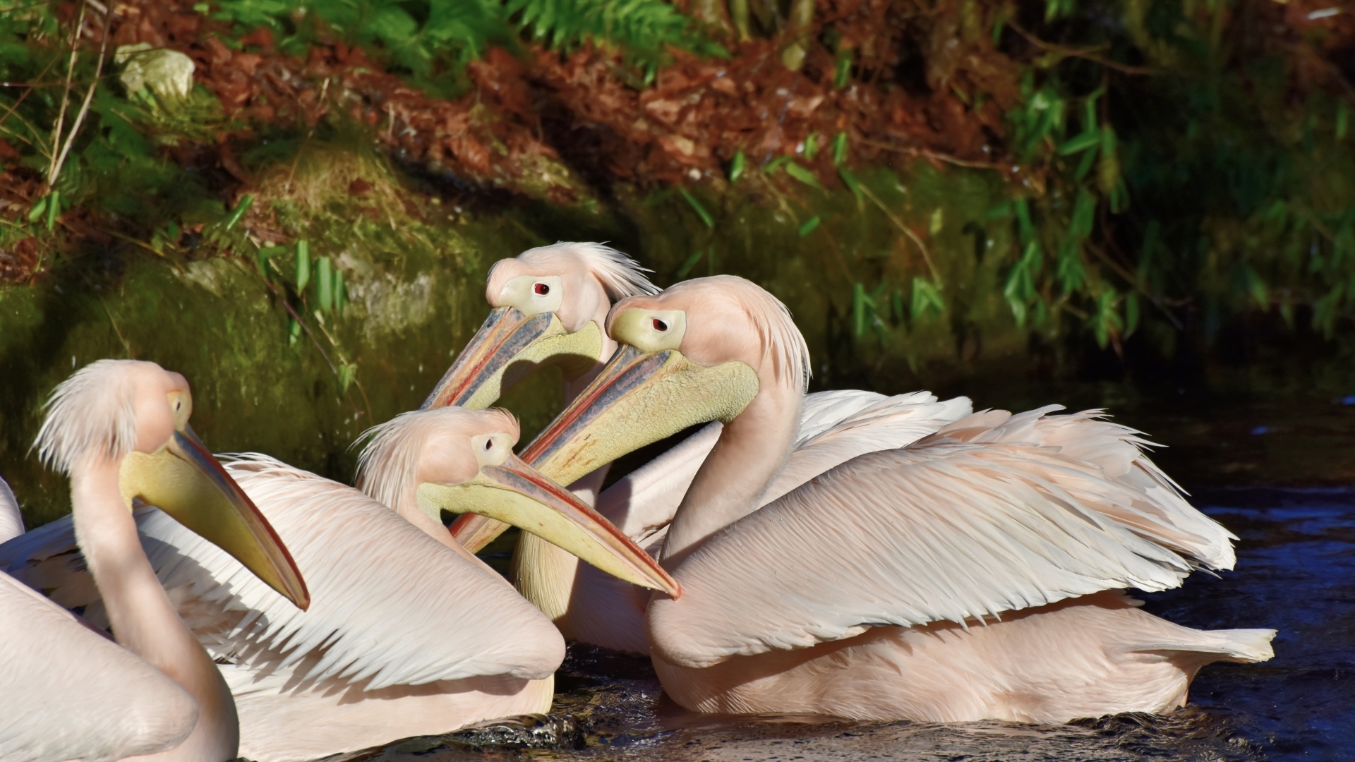 Пеликаны сидят в воде