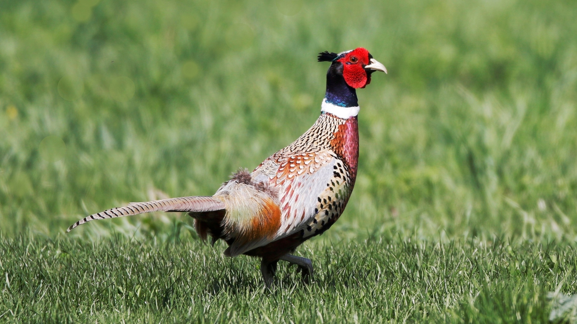 Фазан гуляет по зеленой траве