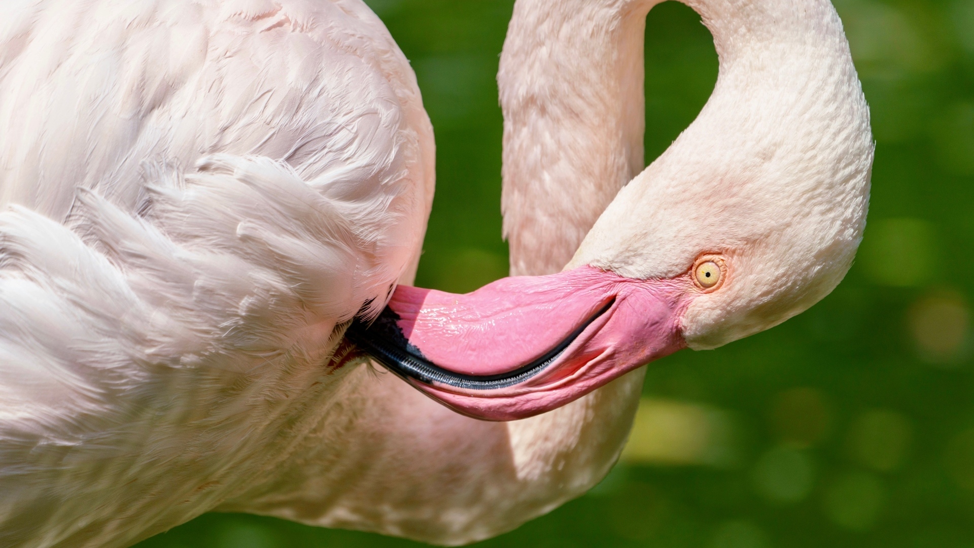 Розовый фламинго чистит перья клювом