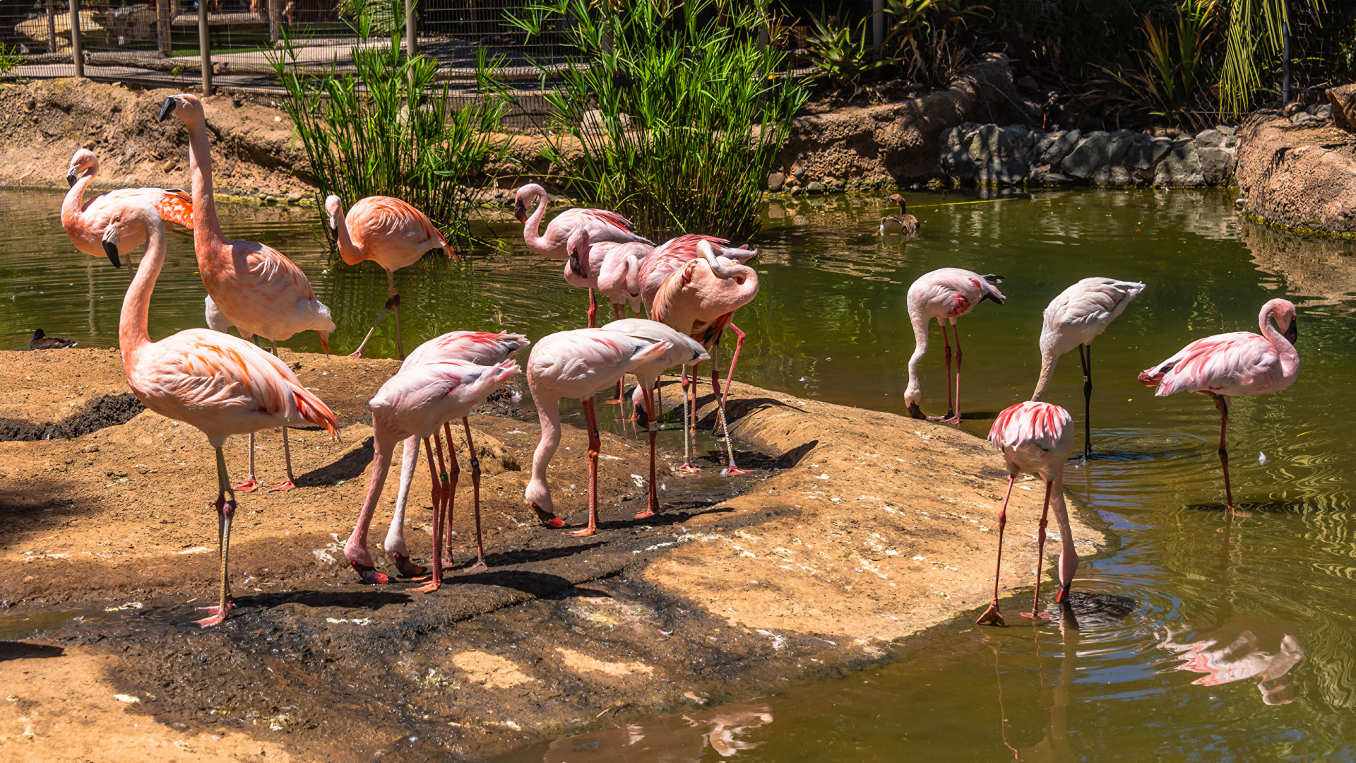 Розовые фламинго в зоопарке у пруда