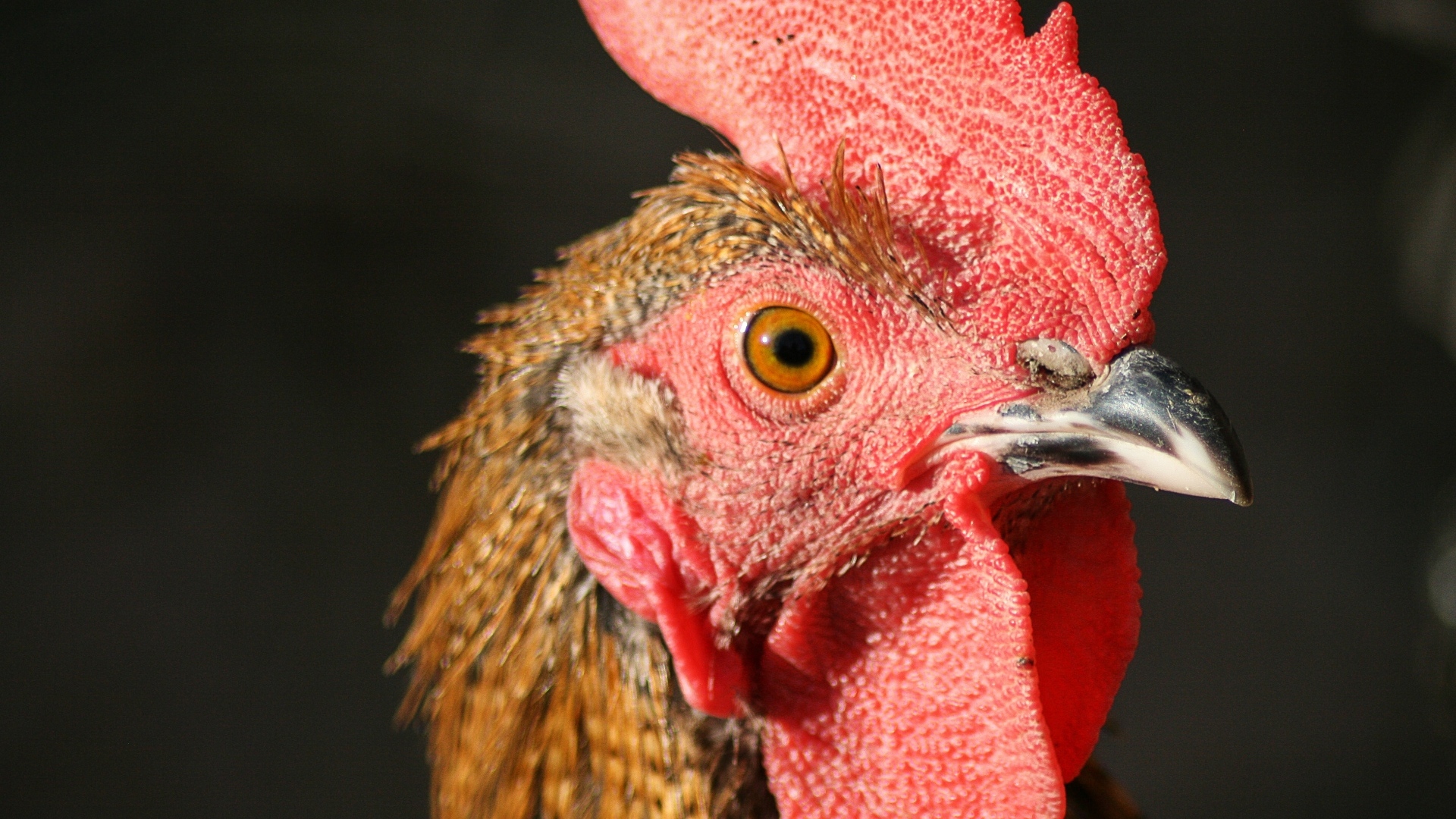 Голова петуха с красным гребнем