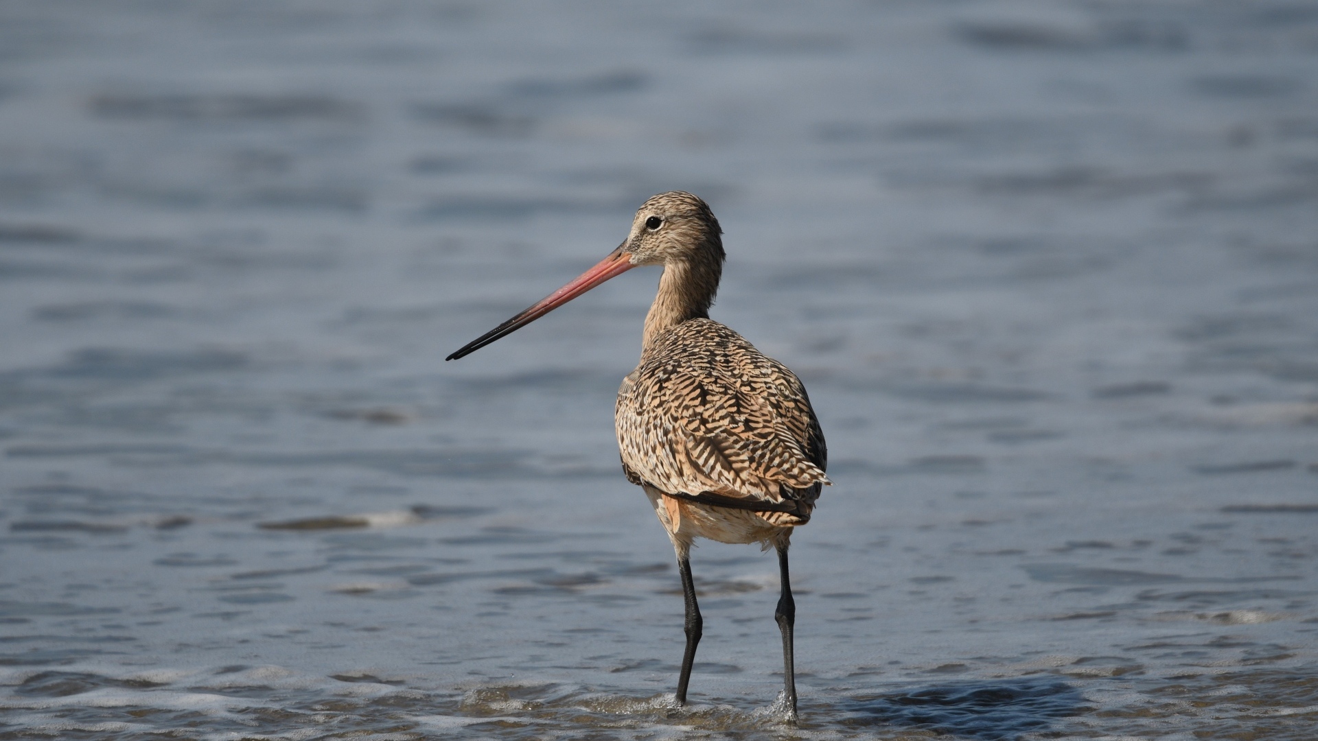 Птица кулик охотится  в воде