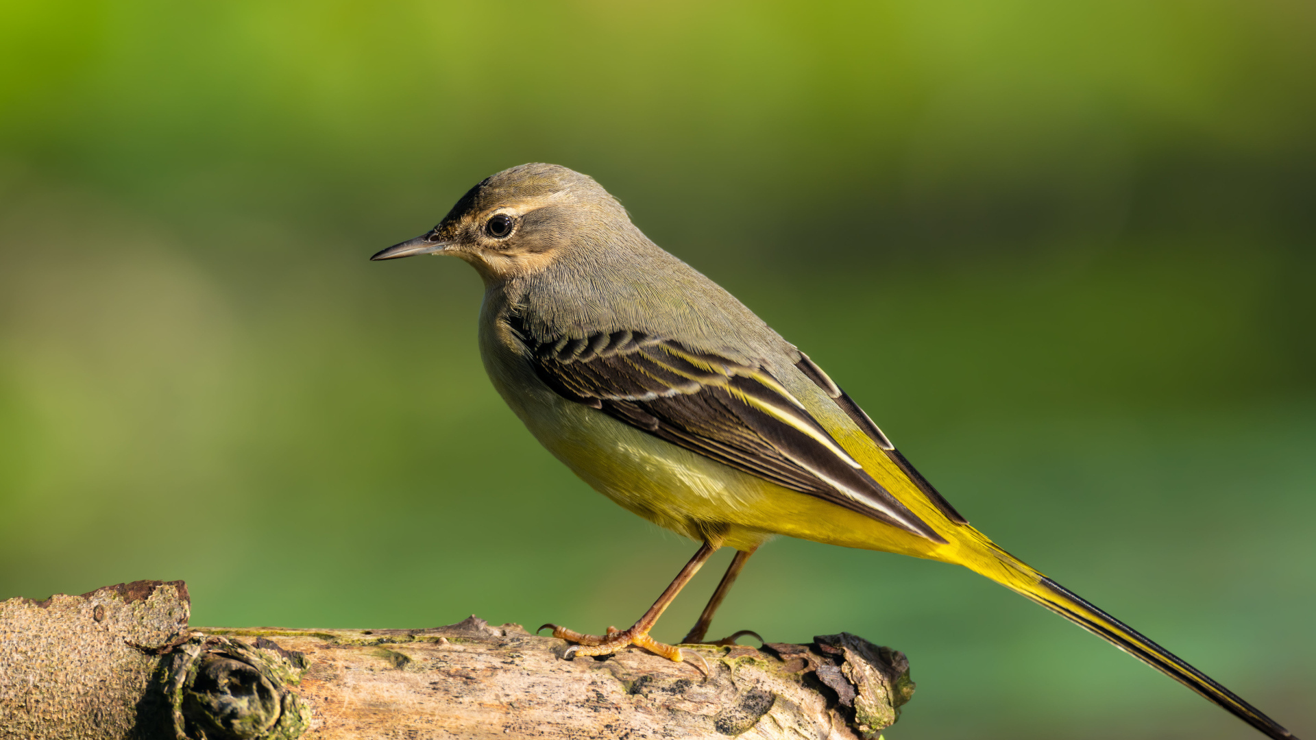 Маленькая птица Горная трясогузка сидит на сухом дереве