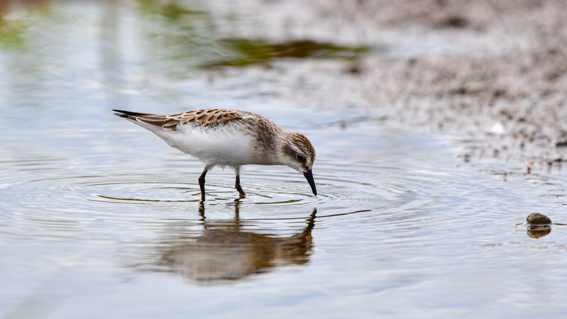 Маленький серый кулик в воде