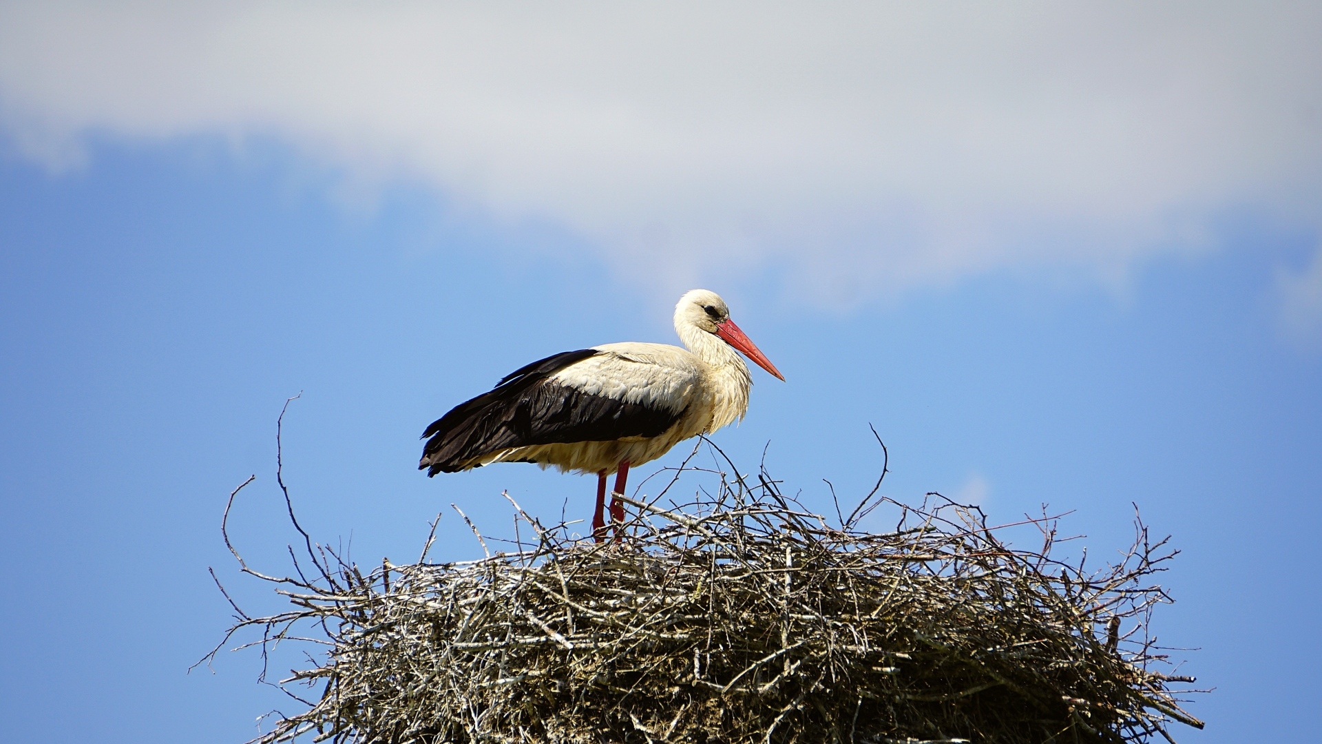 Аист сидит в гнезде на фоне неба