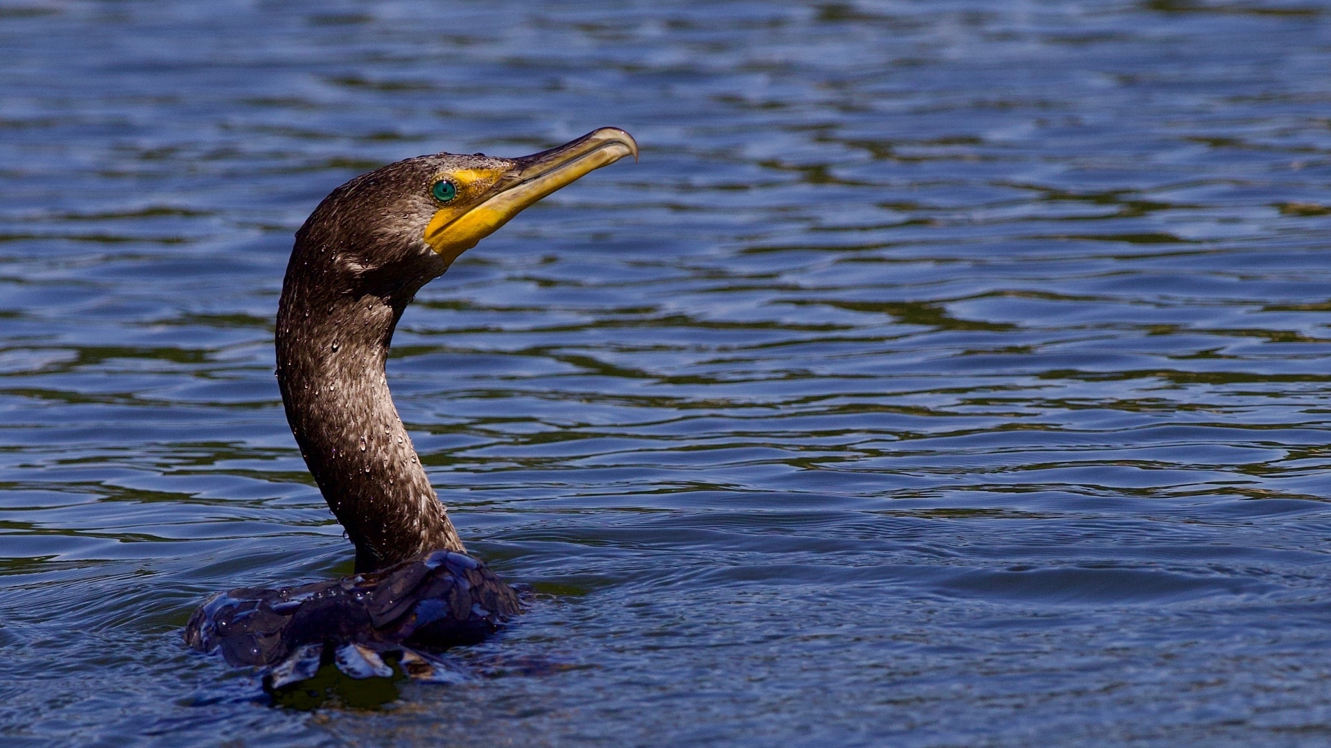 Голова черного баклана торчит из воды