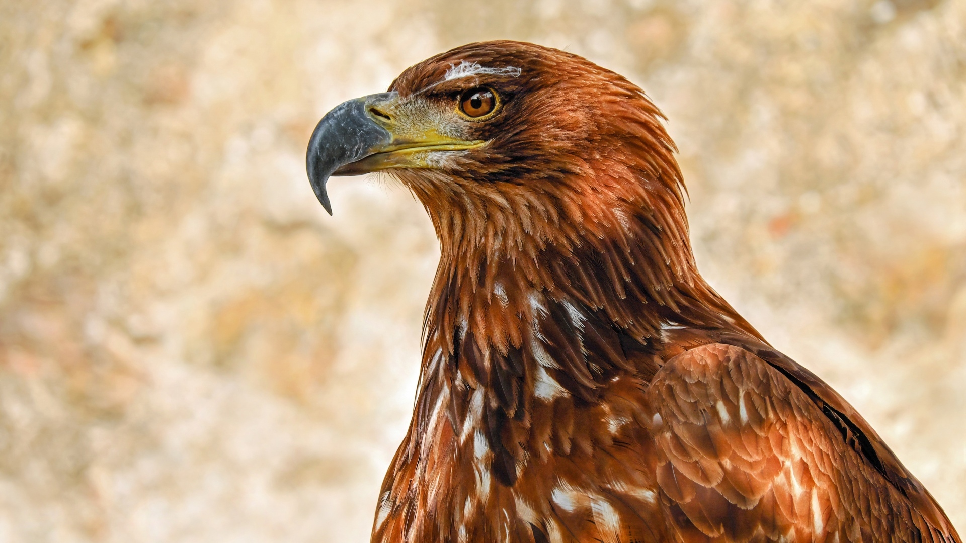 Большой острый клюв у хищного орла