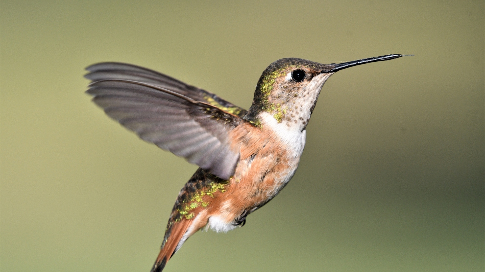 Маленькая птичка колибри расправила крылья