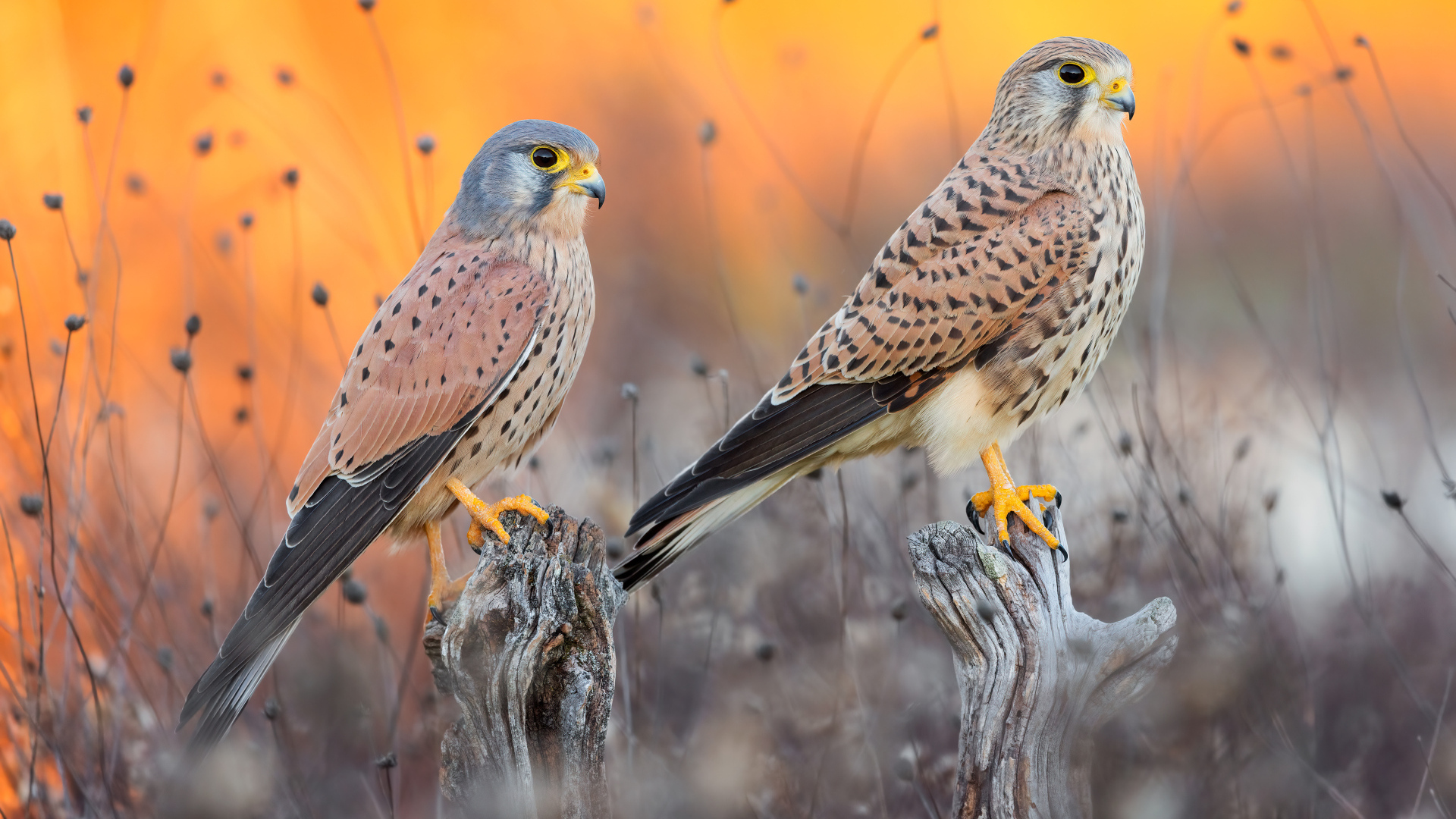 Два красивых сокола на охоте