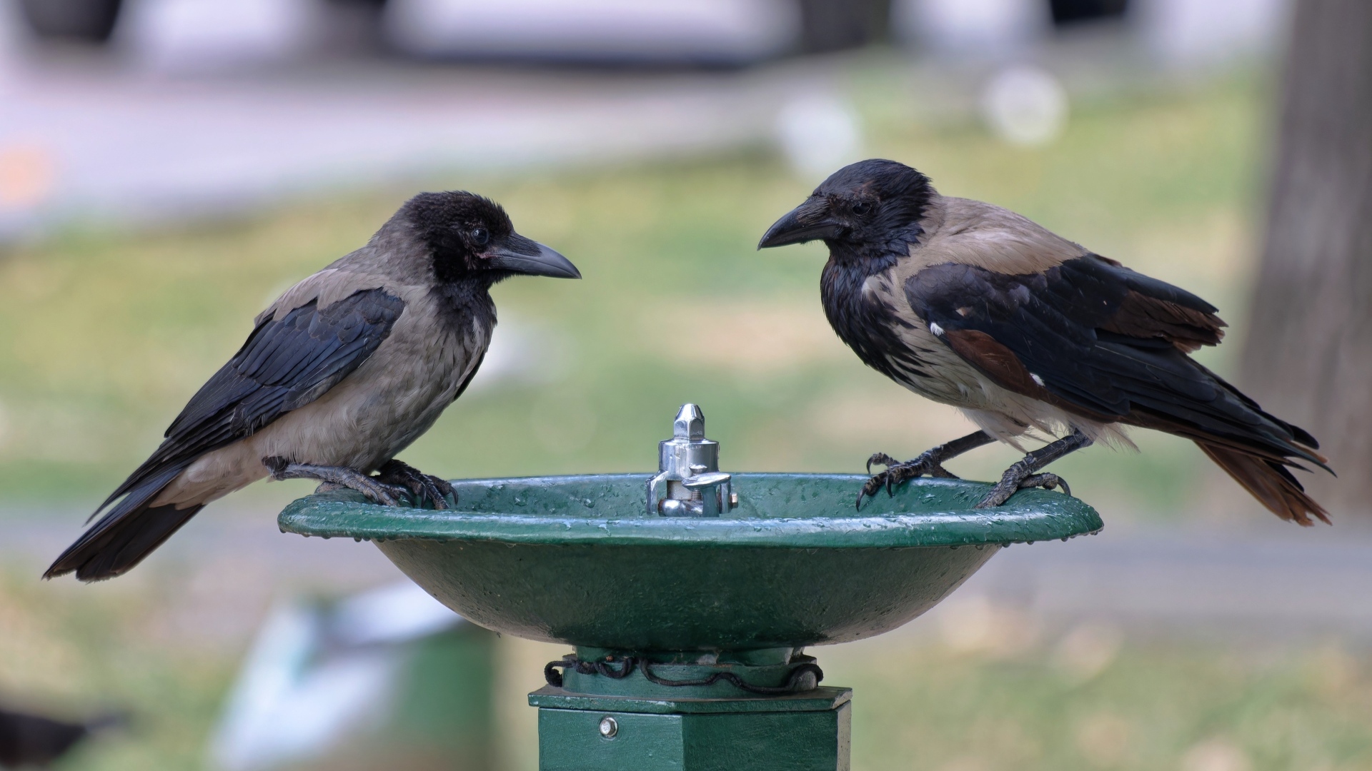 Две вороны у водопоя