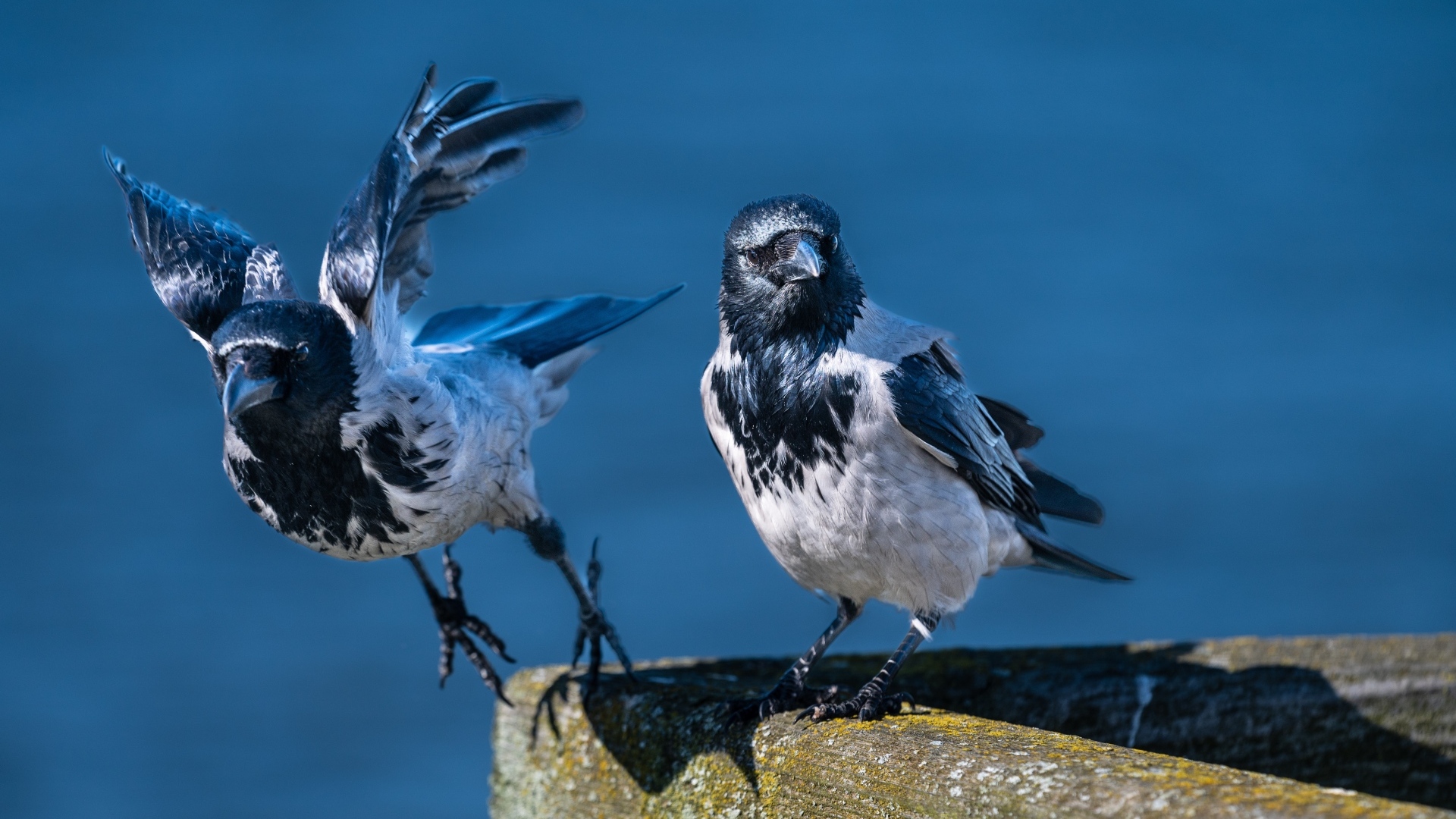 Две вороны готовятся взлететь