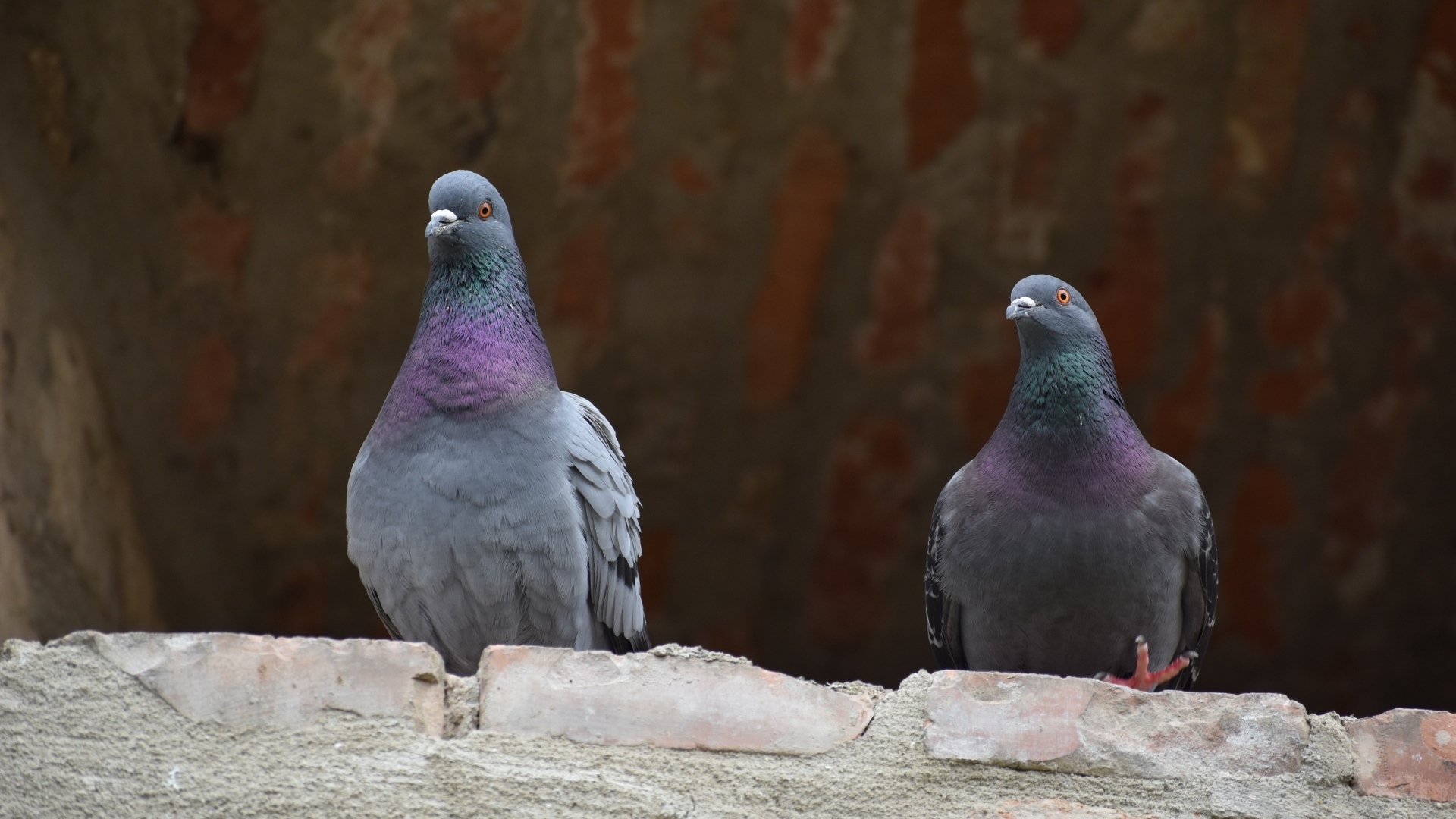 Два серых голубя под крышей
